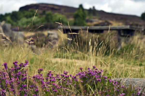 Spring flower field with mountain view