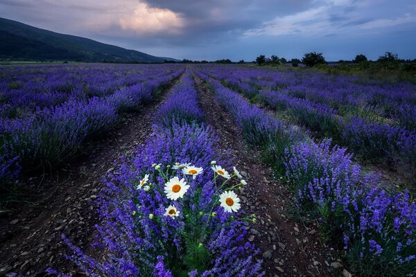 Landschaft Feld, Abend Kamillenblüten