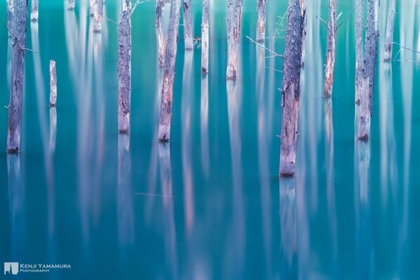 Bäume im See von einem japanischen Fotografen