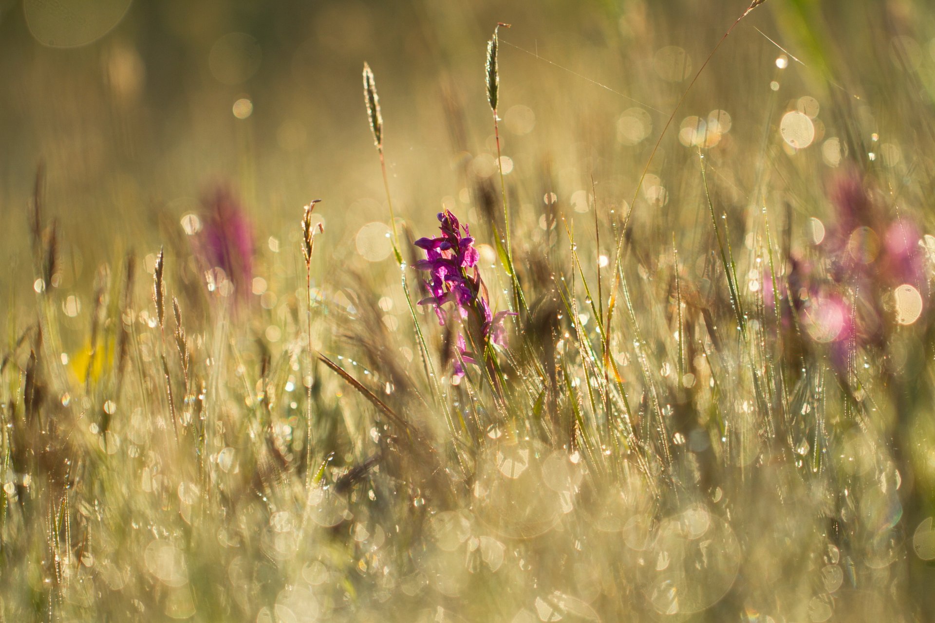 sommer wiese gras blumen tau blendung