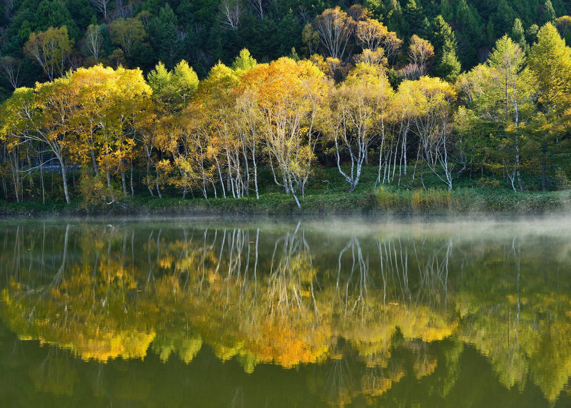 hang bäume wasser see nebel herbst reflexion