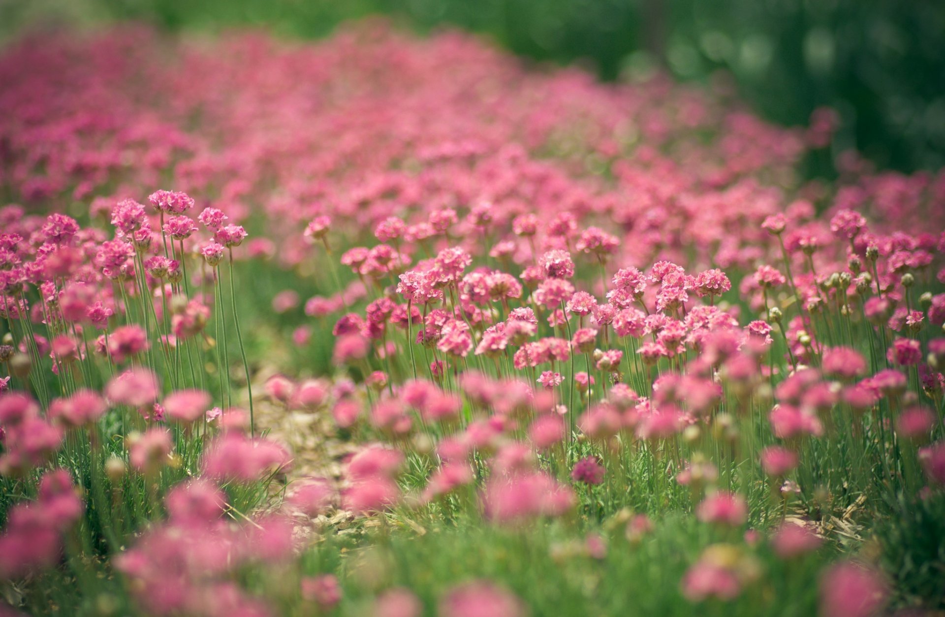 fleurs rose beaucoup