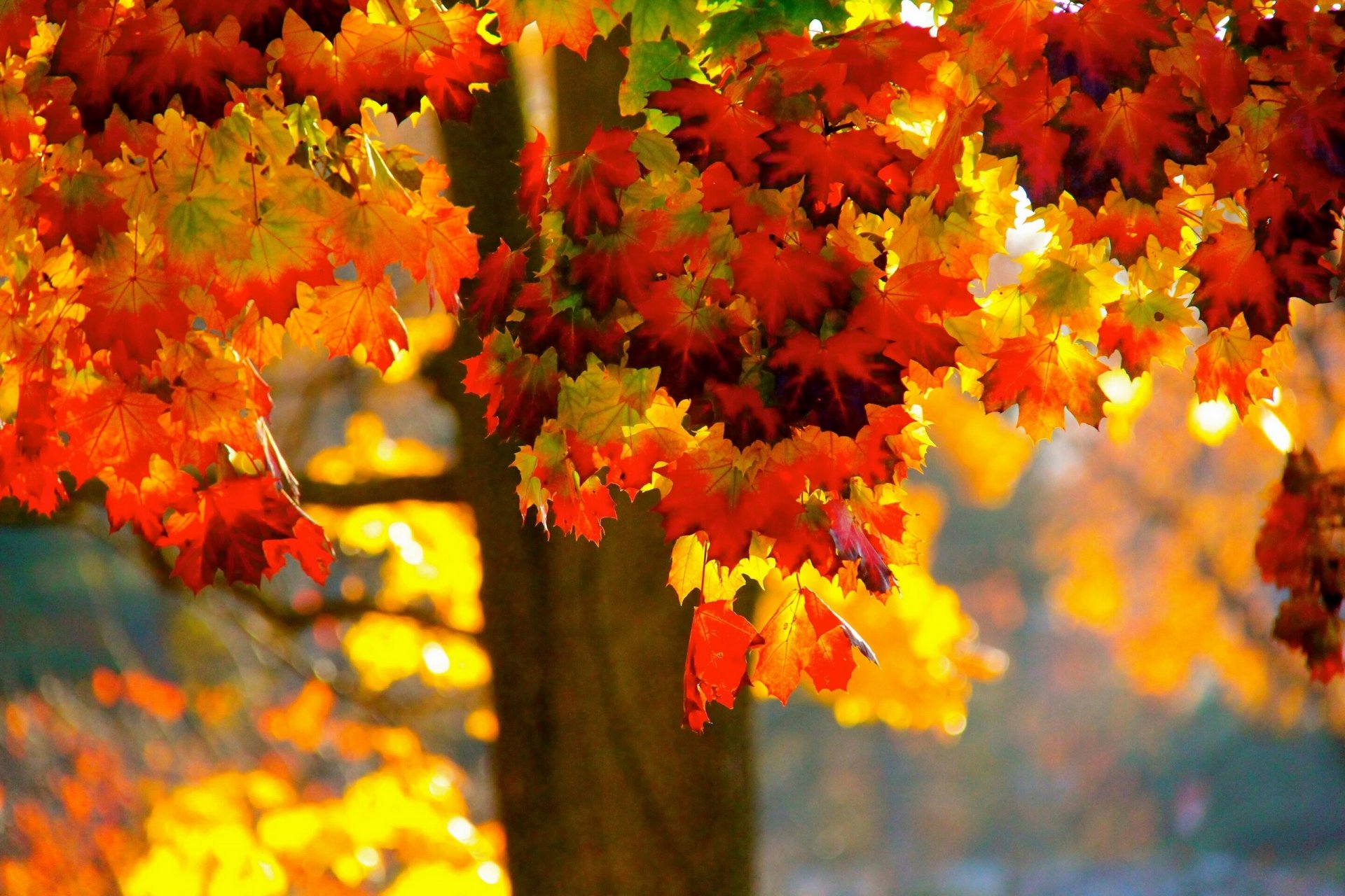 baum blätter herbst