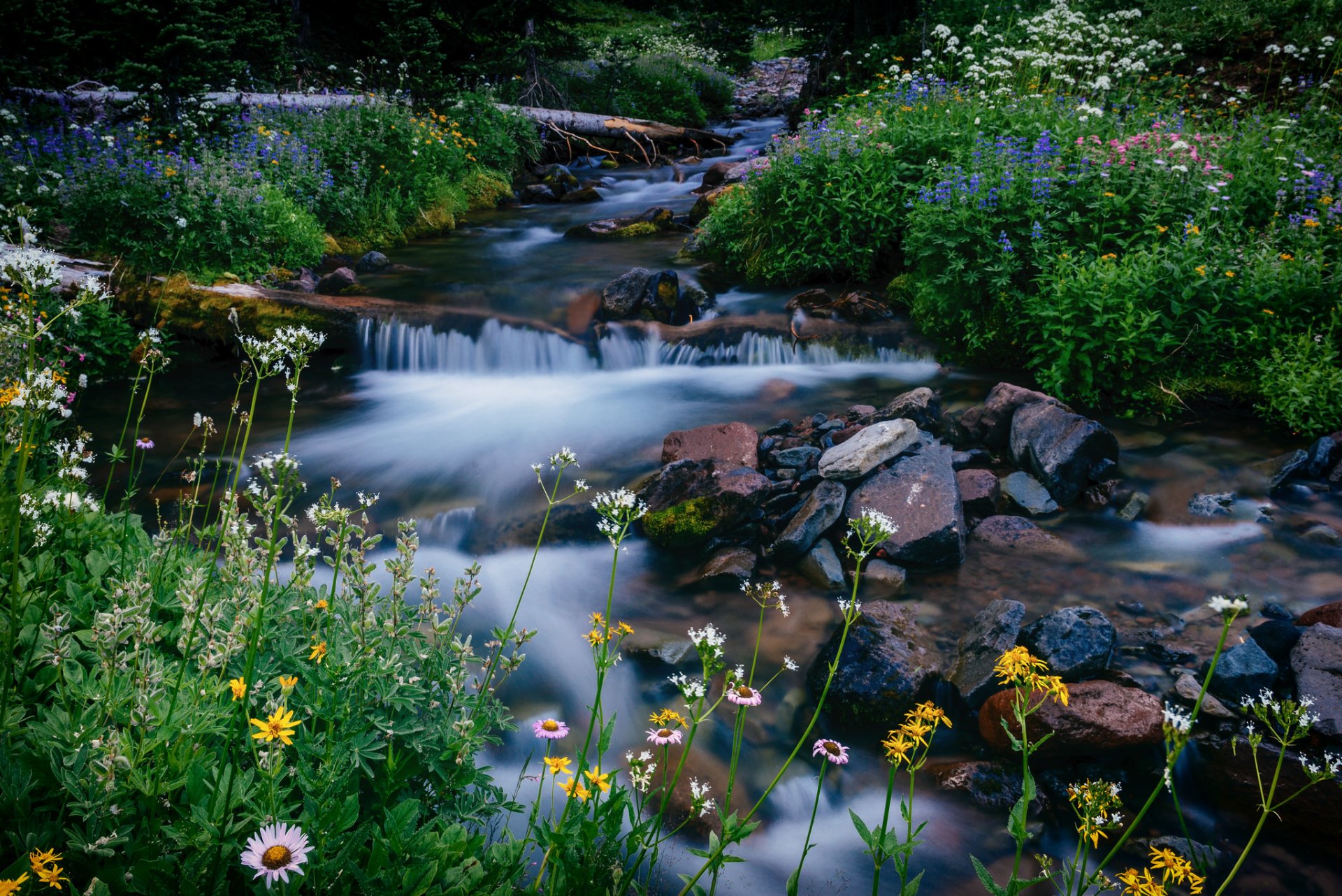 melody creek mount rainier washington parco nazionale del monte rainier ruscello fiori pietre