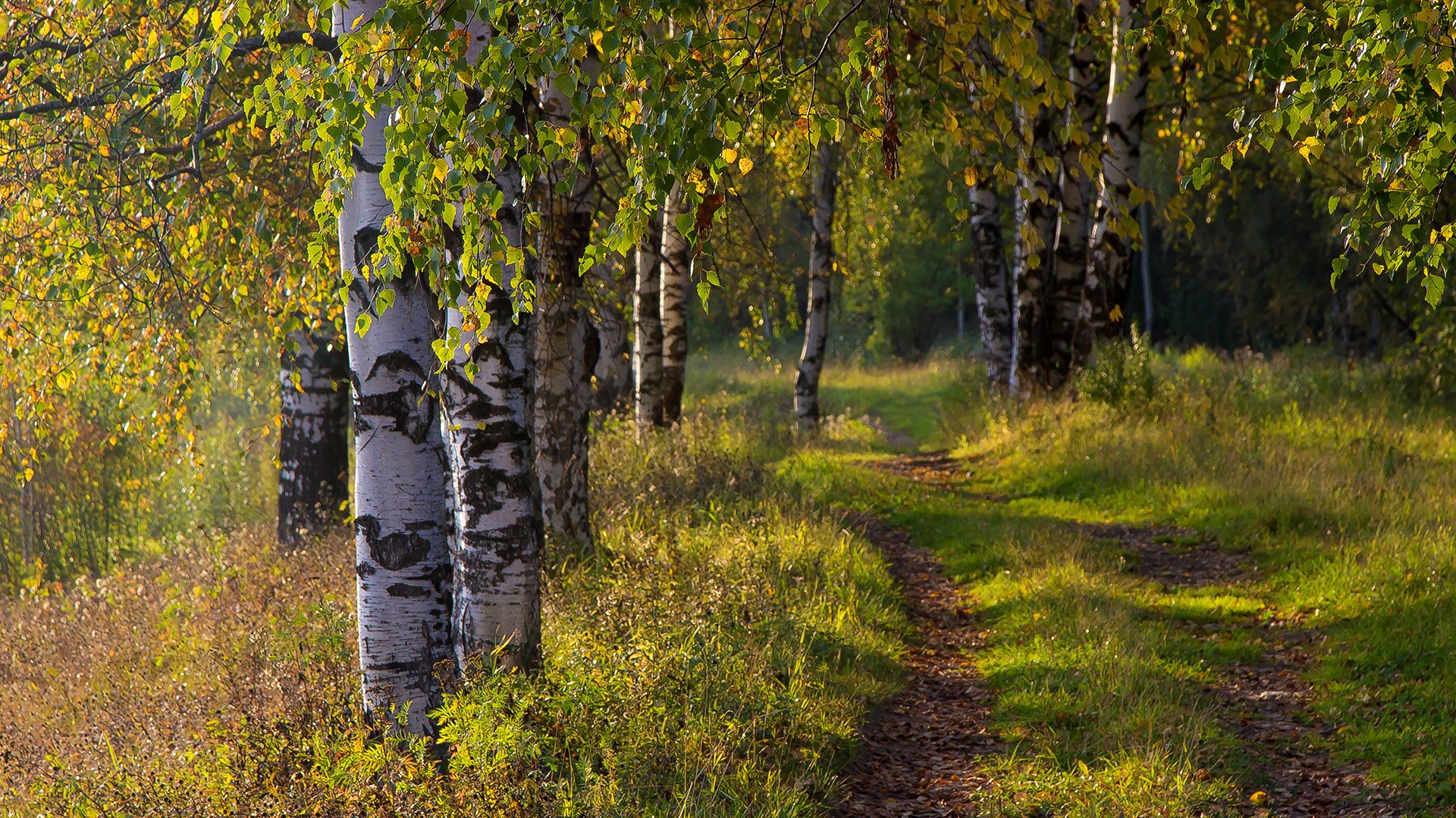 foresta betulla autunno strada