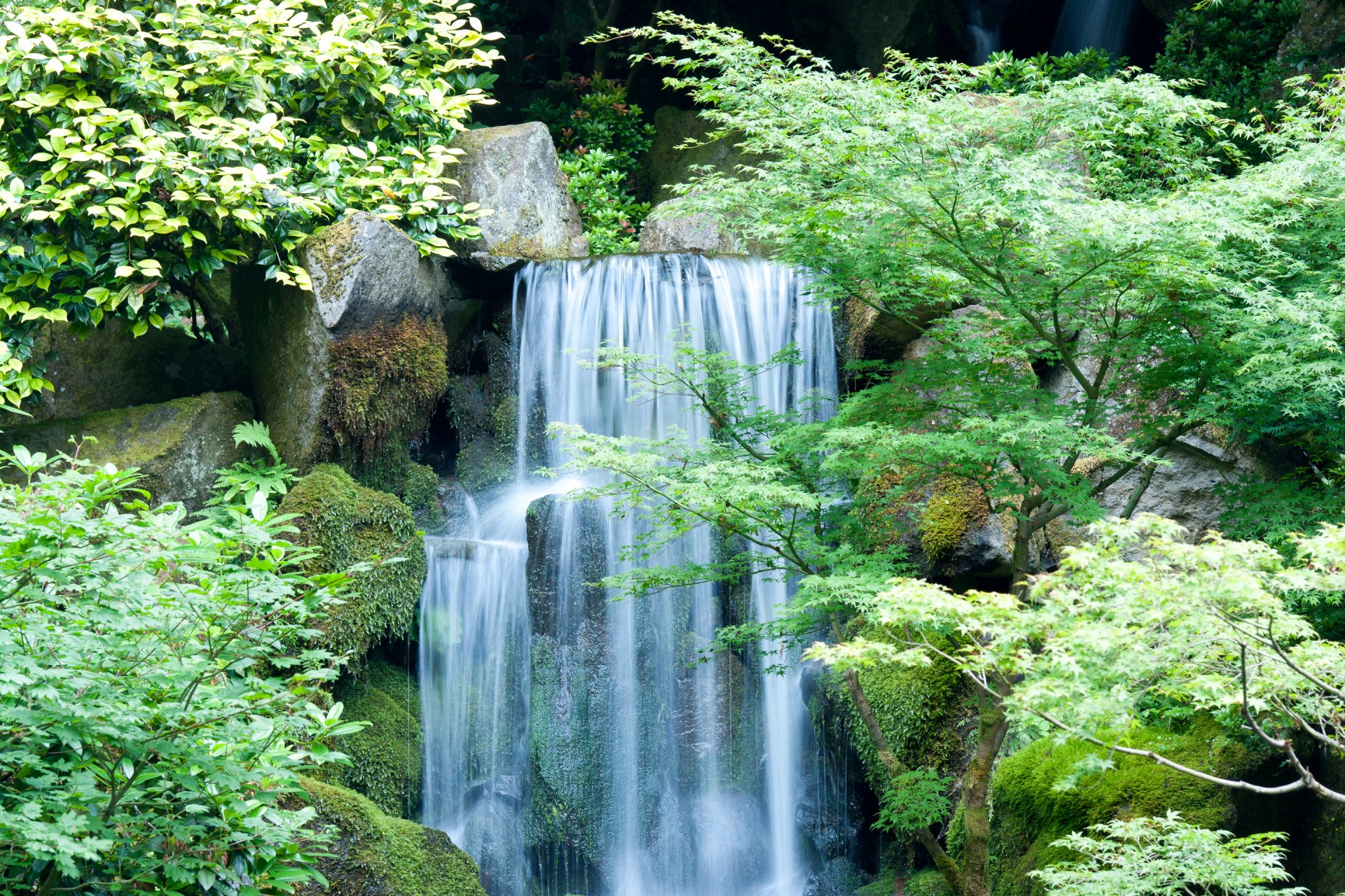 foresta alberi foglie roccia pietre fiume cascata flusso paesaggio