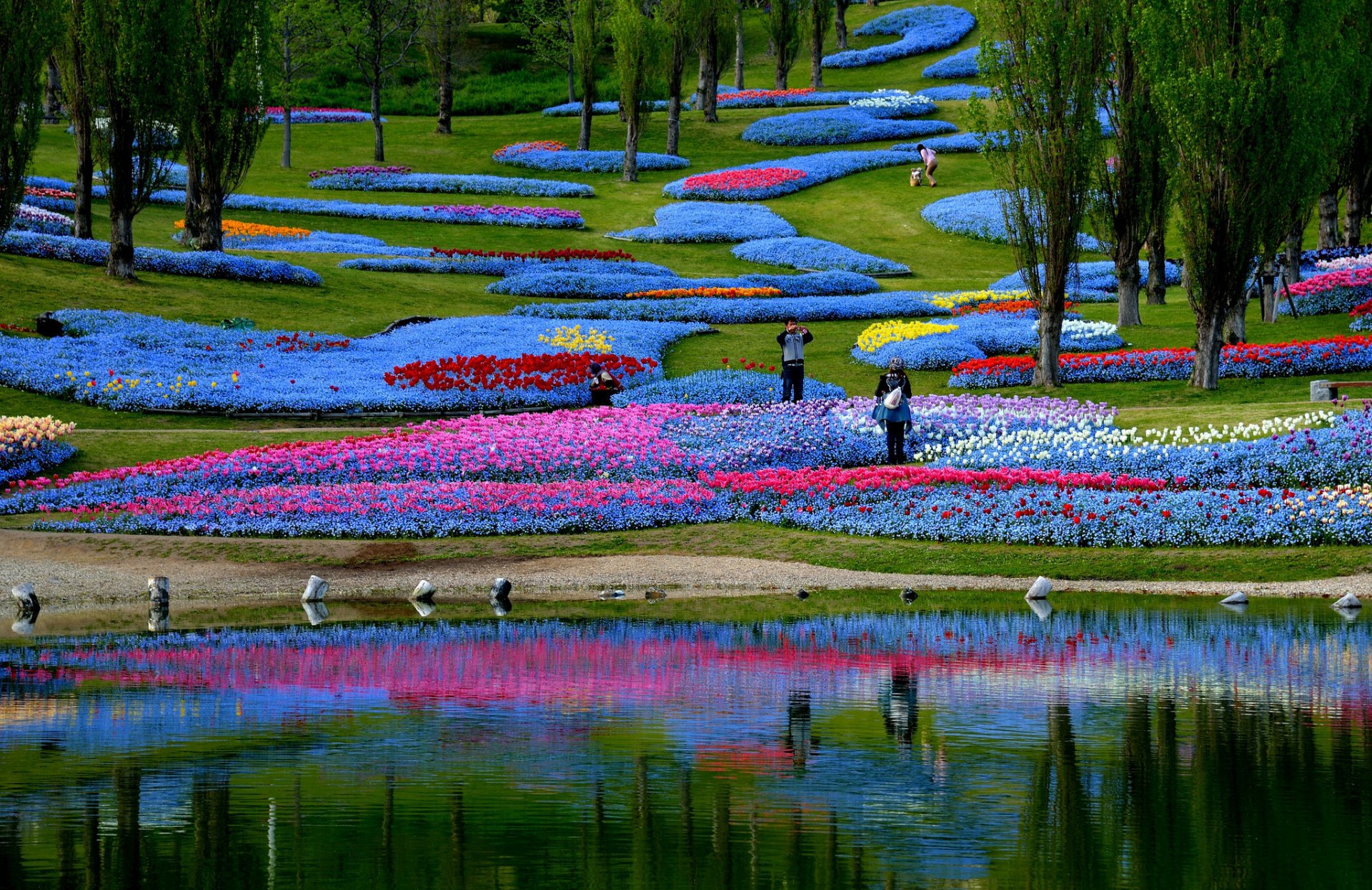 japan park pond bed flower