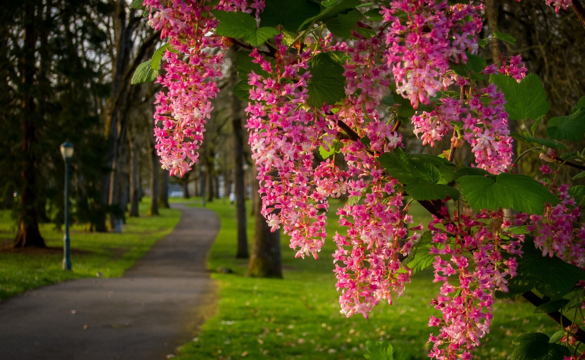 park gehweg zweig blüte blumen blütenstände