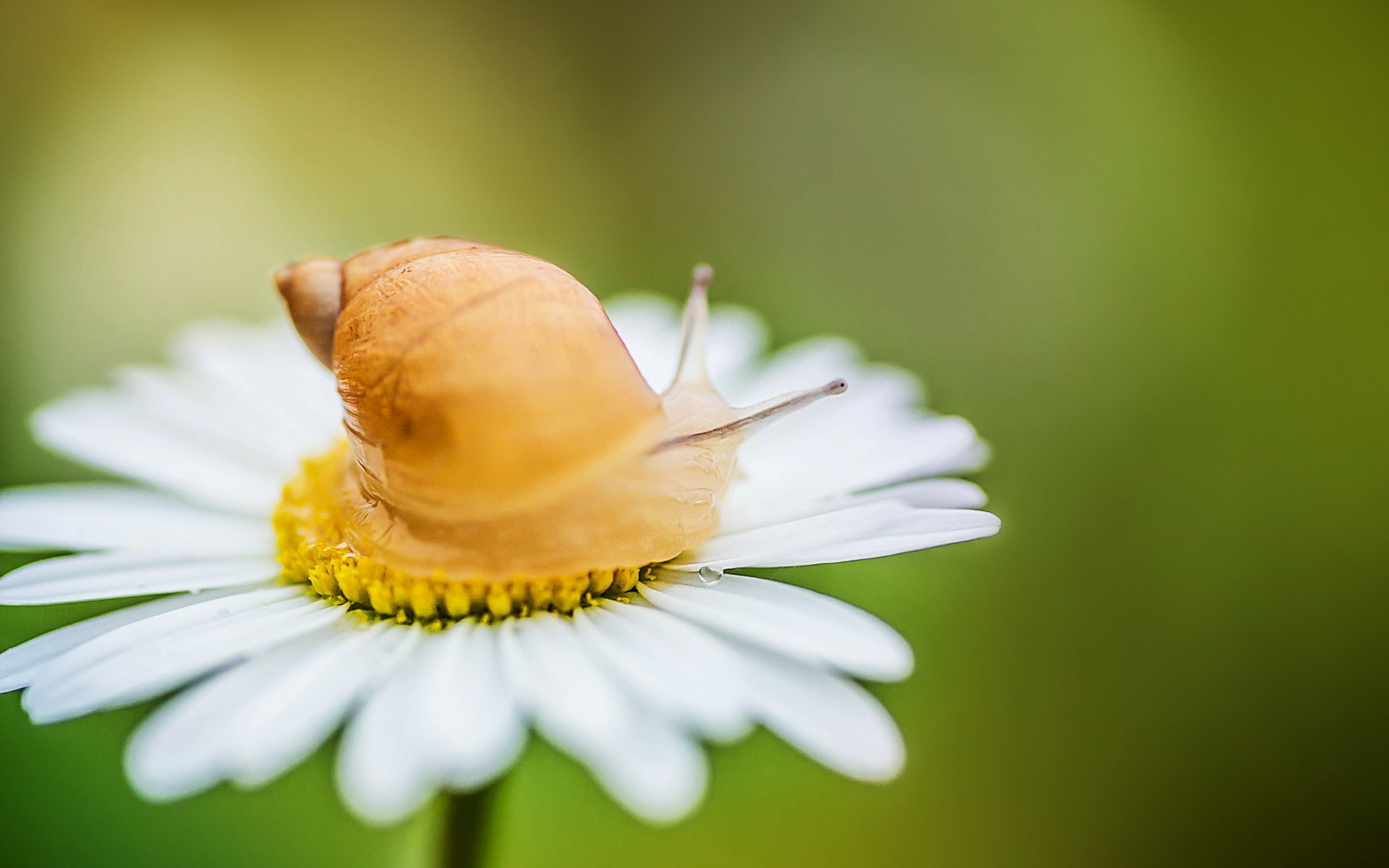 camomille escargot nature