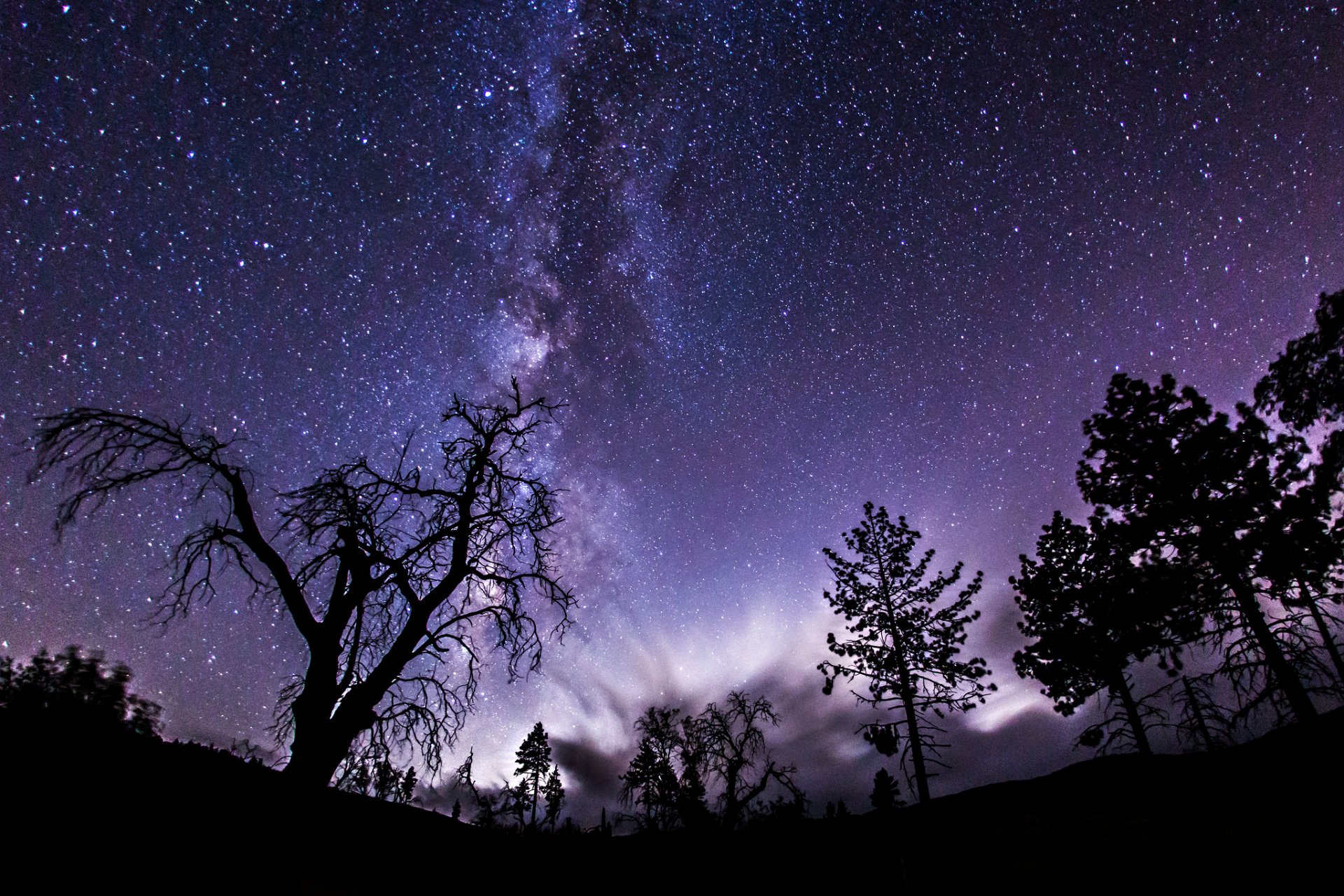 spazio stelle notte via lattea alberi ombre