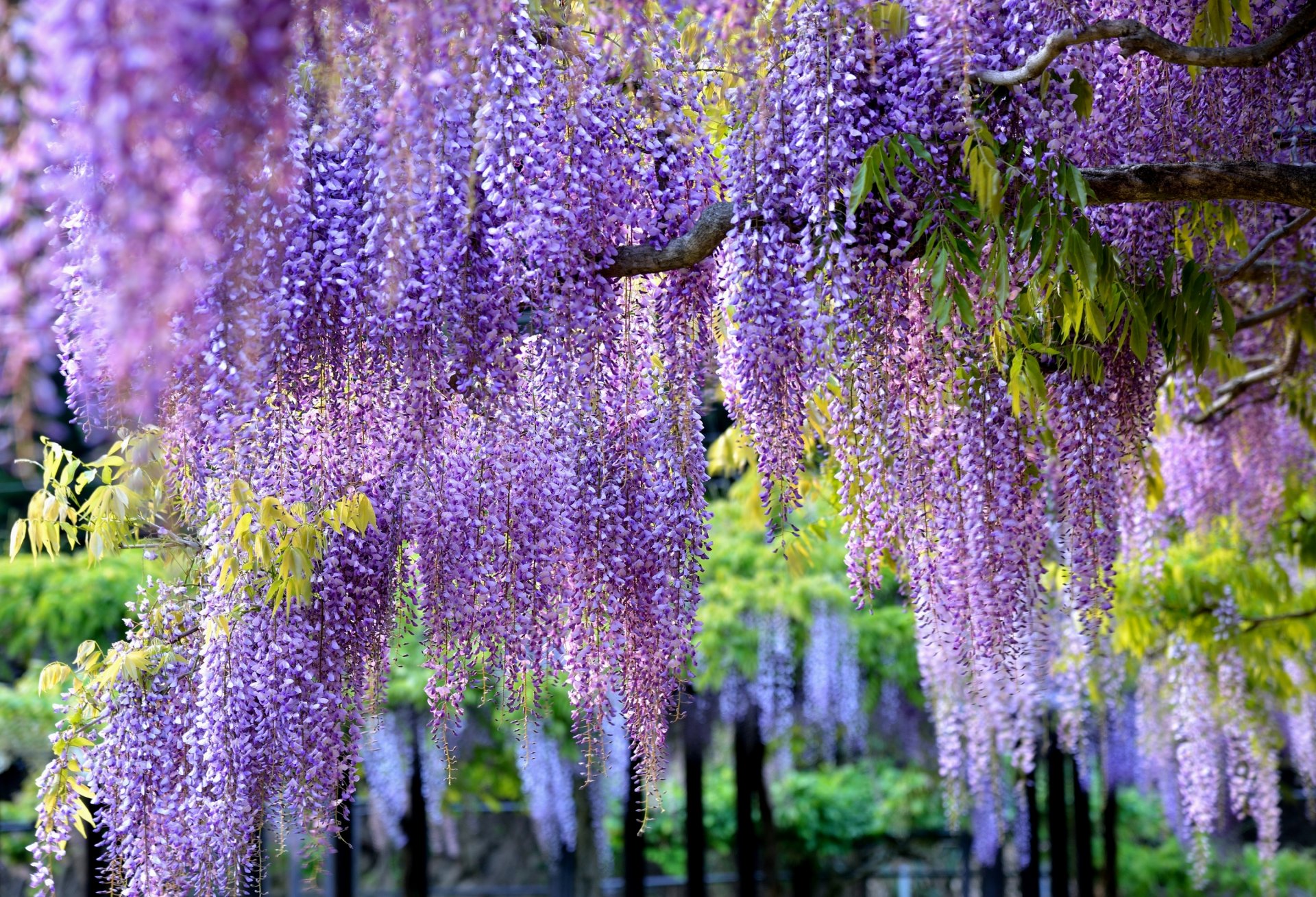 glycine wisteria branches brush