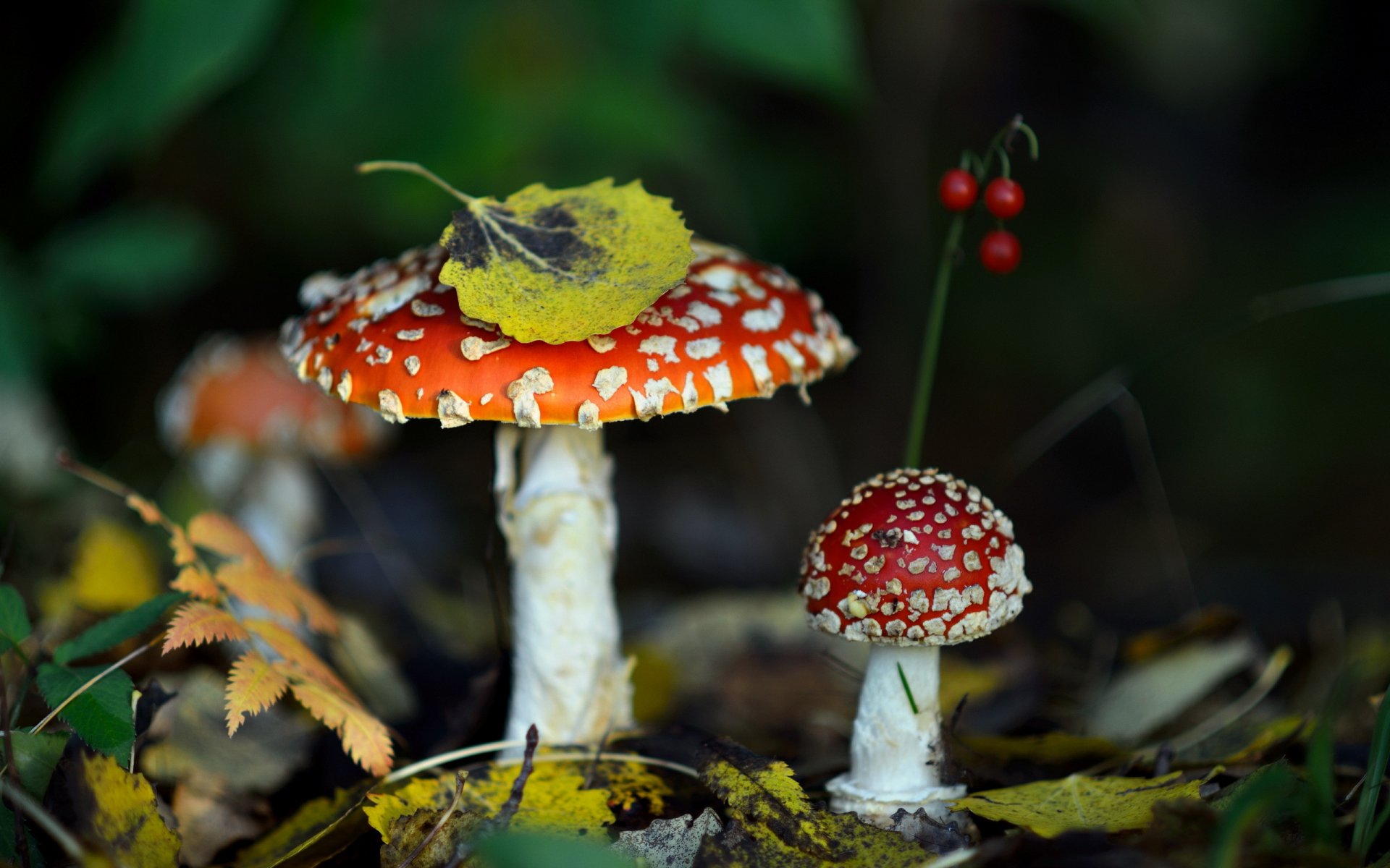 pilze wald blätter amanita herbst natur