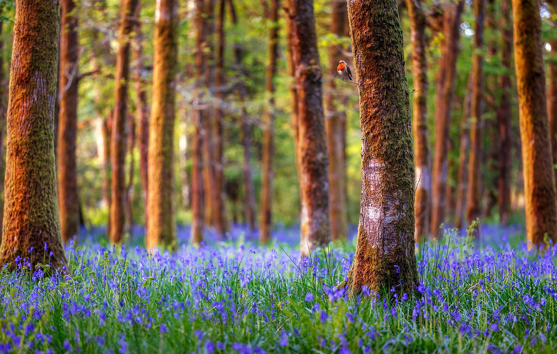 inghilterra foresta alberi fiori campane natura paesaggio