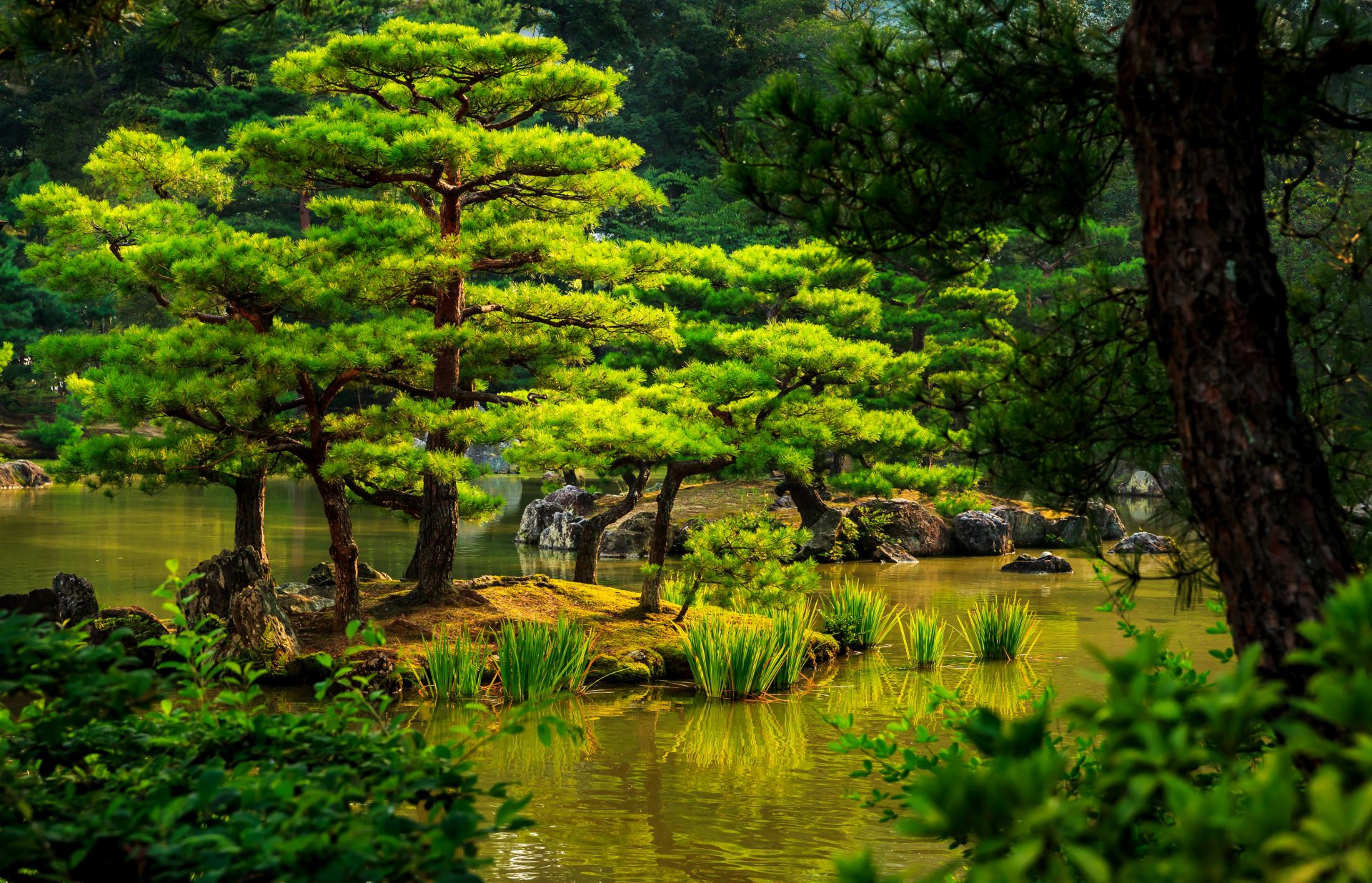 giappone kyoto giardino stagno verde rocce cespugli canne alberi