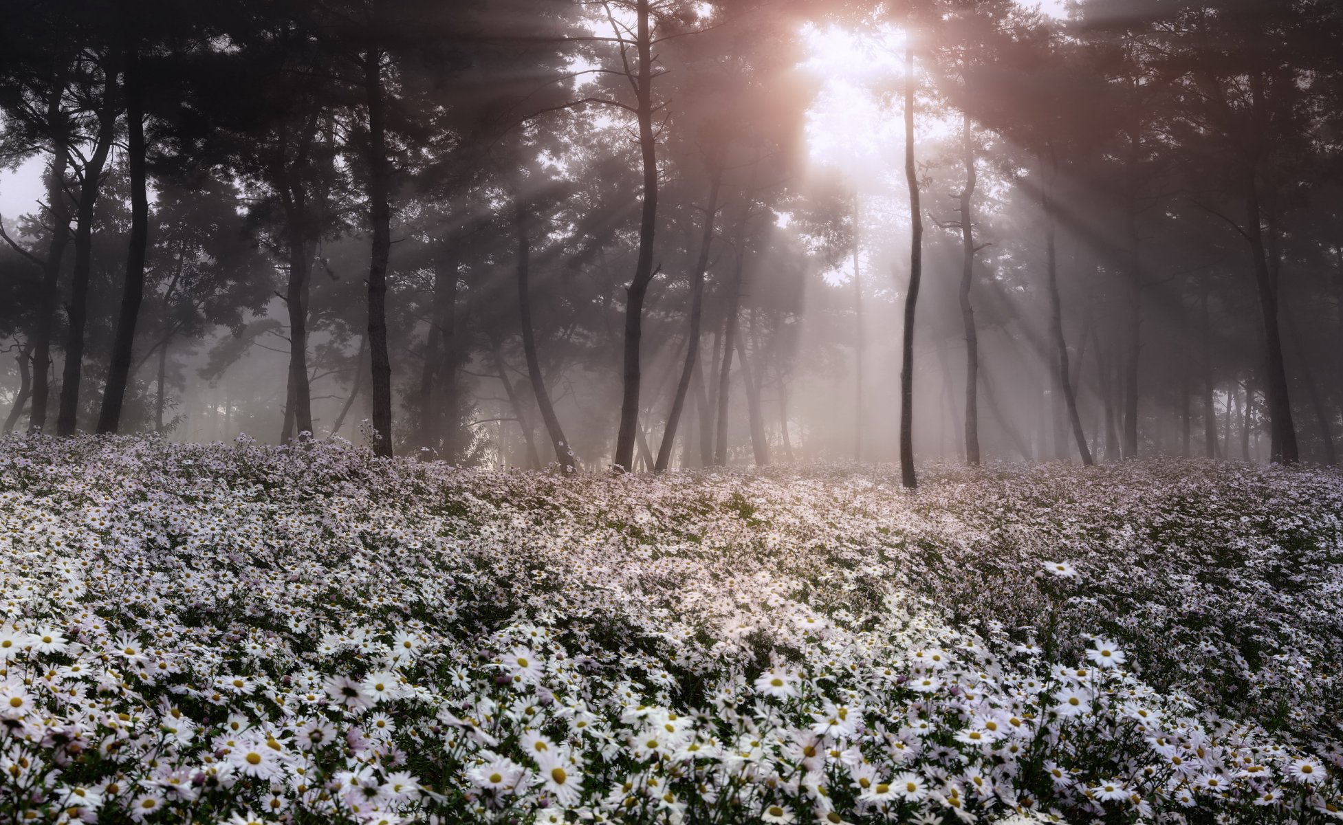 forest flower nature landscape