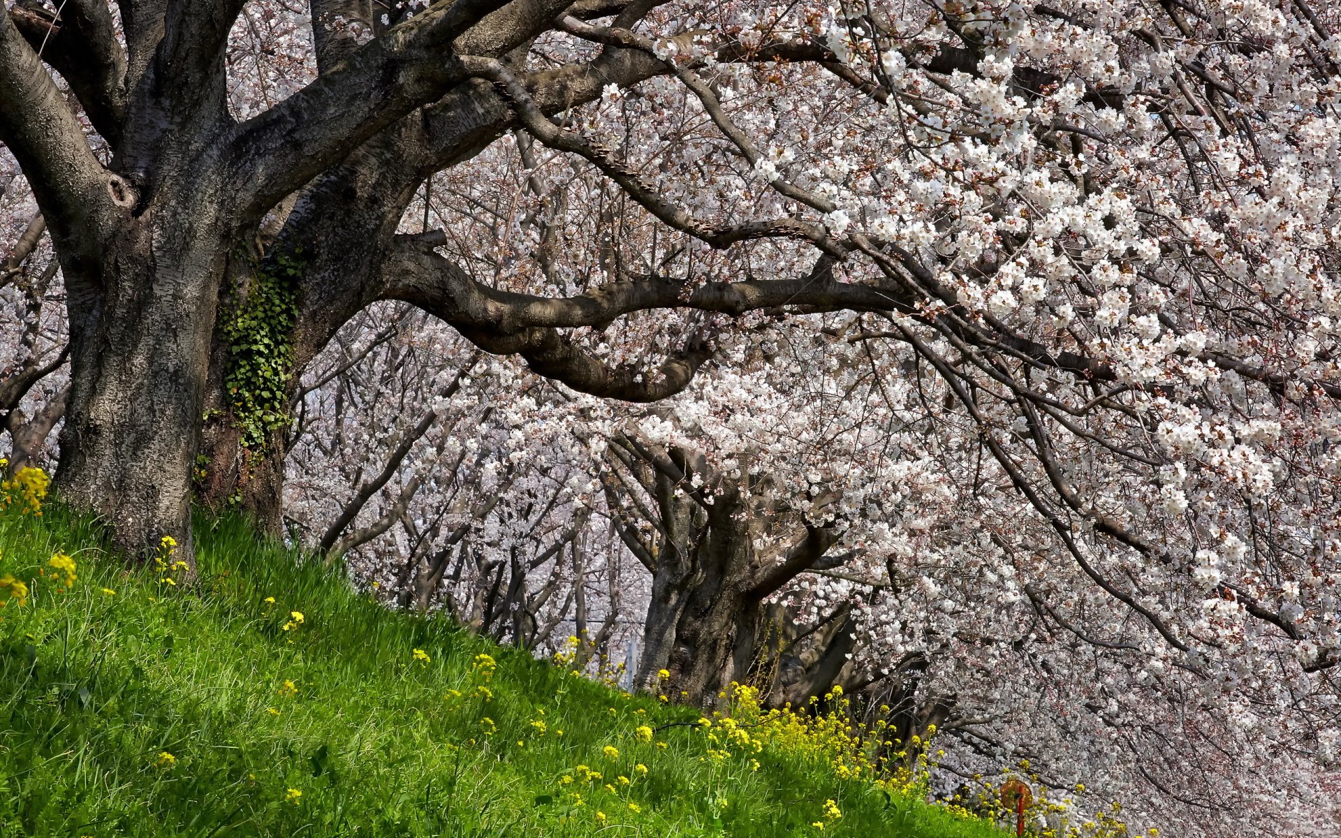 pommiers printemps nature