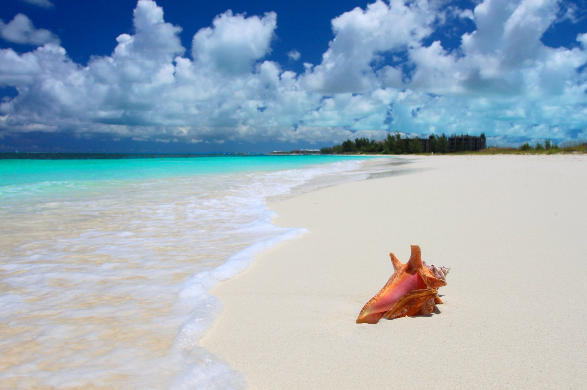 natura tropici mare costa conchiglia