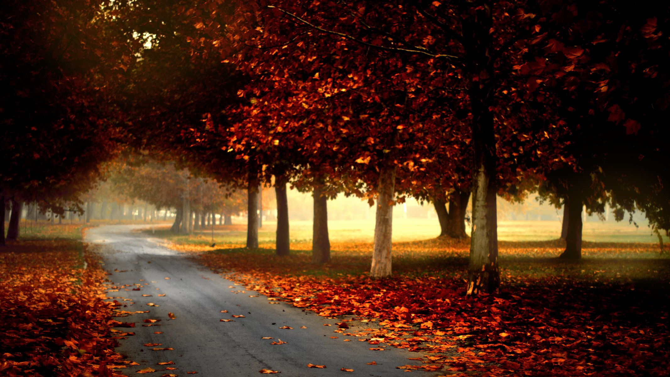 natur wald park bäume blätter bunt straße herbst herbst farben zu fuß