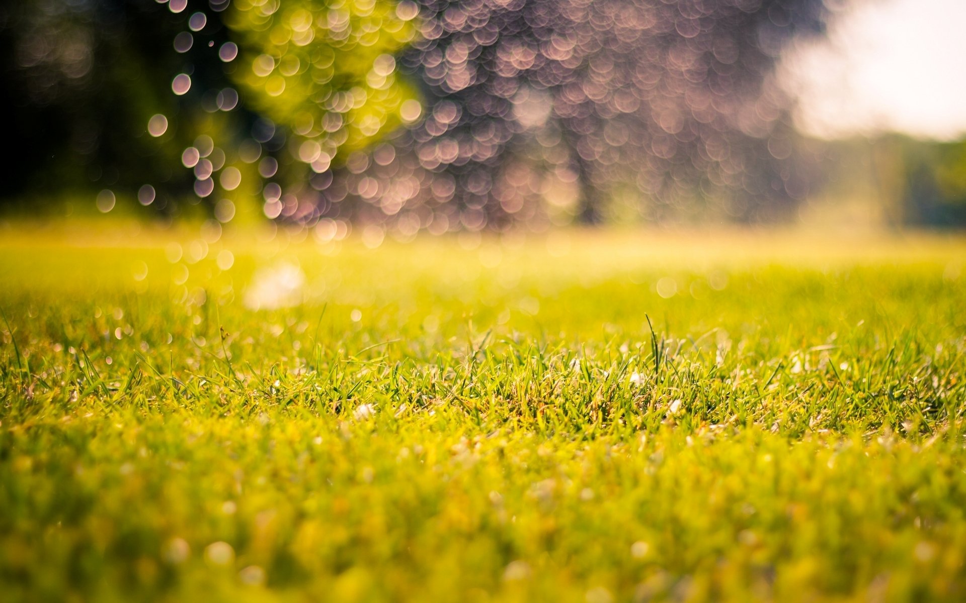 natur wiese gras grün morgen tag bokeh unschärfe makro hintergrund