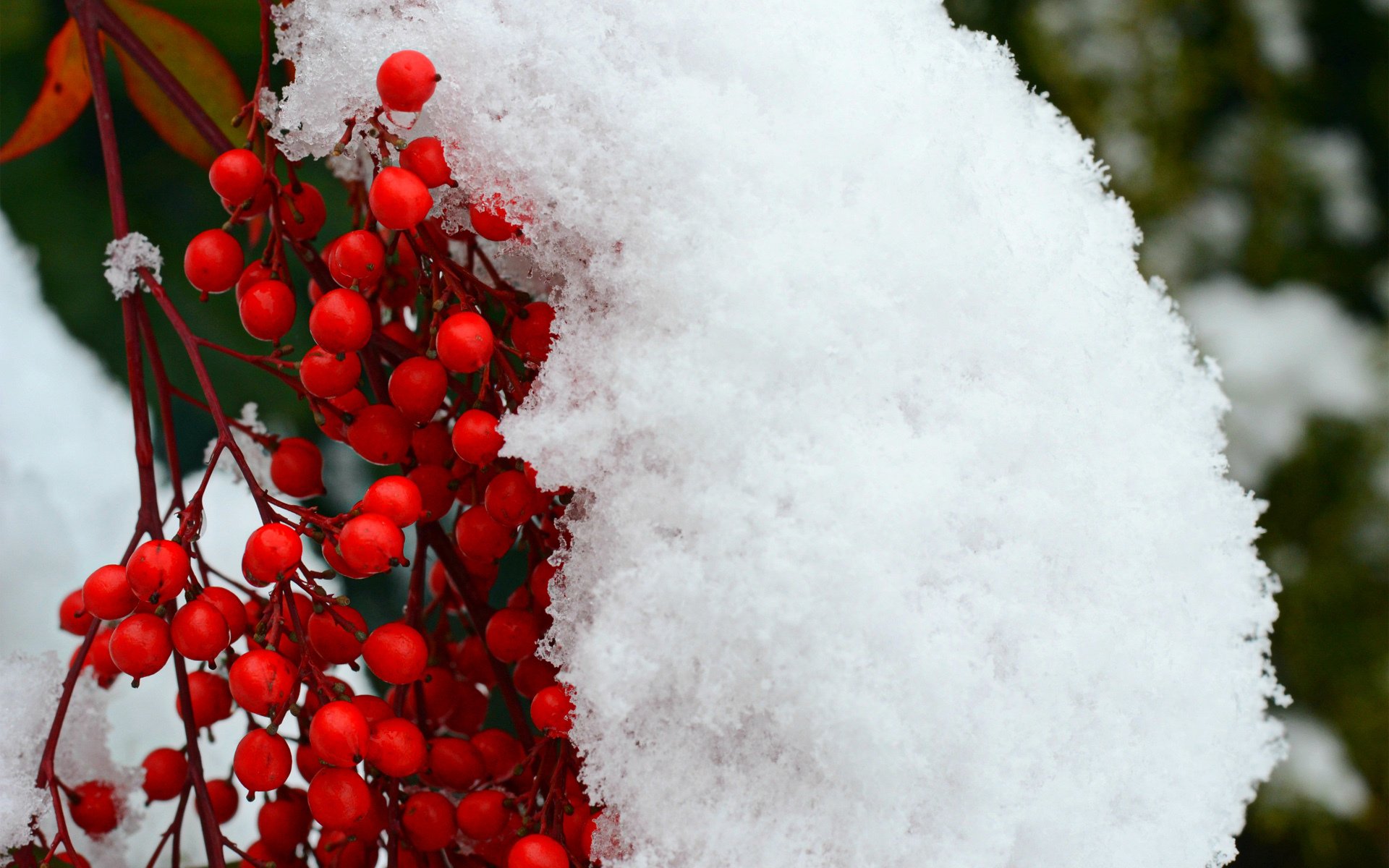 neve bacche ramo rosso