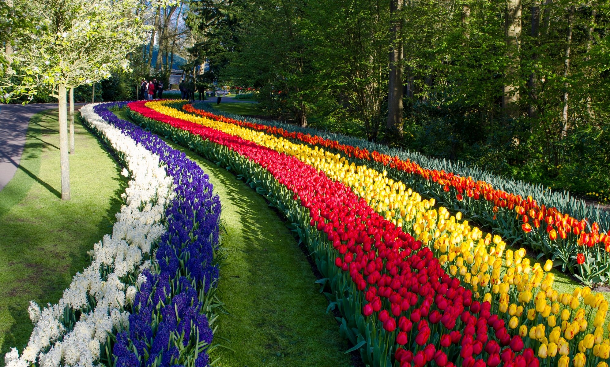 keukenhof lisse paesi bassi parco fiori giacinti tulipani