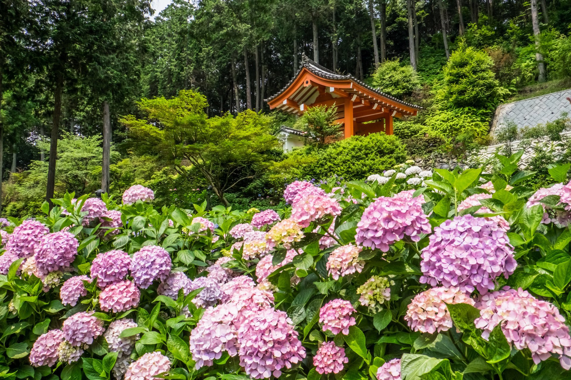 mimuroto-ji kyoto japan kyoto tempel hortensien blumen laube bäume