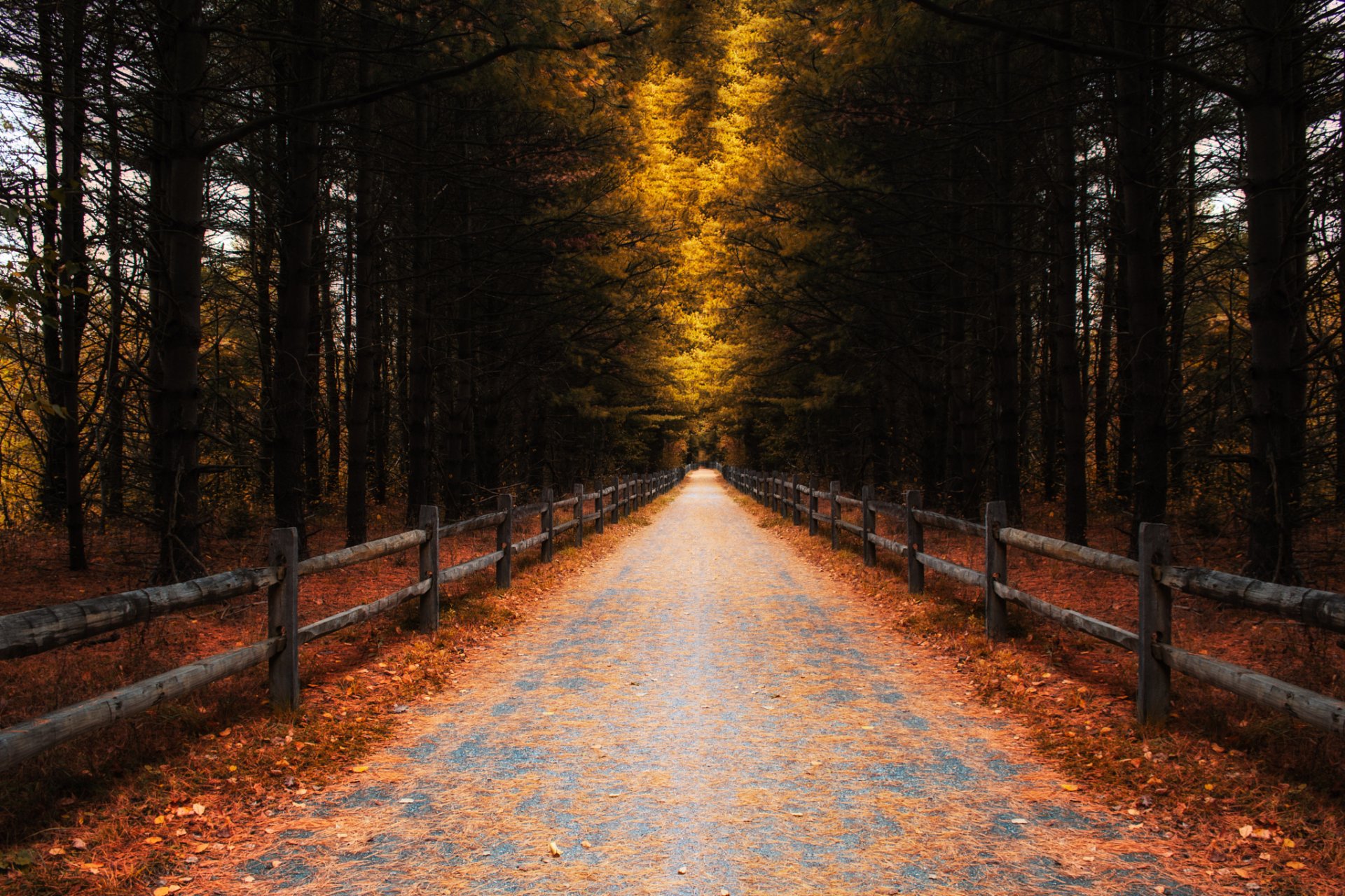 wald bäume herbst straße zaun blätter