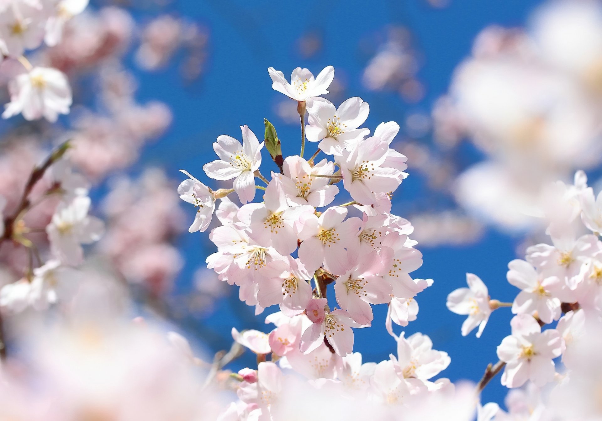 sakura wiśnia kwiat kwiaty gałąź makro wiosna