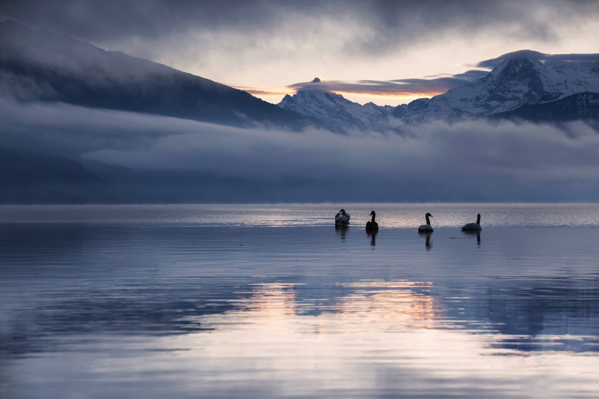 mountain lake reflection nature landscape winter snow dawn swan