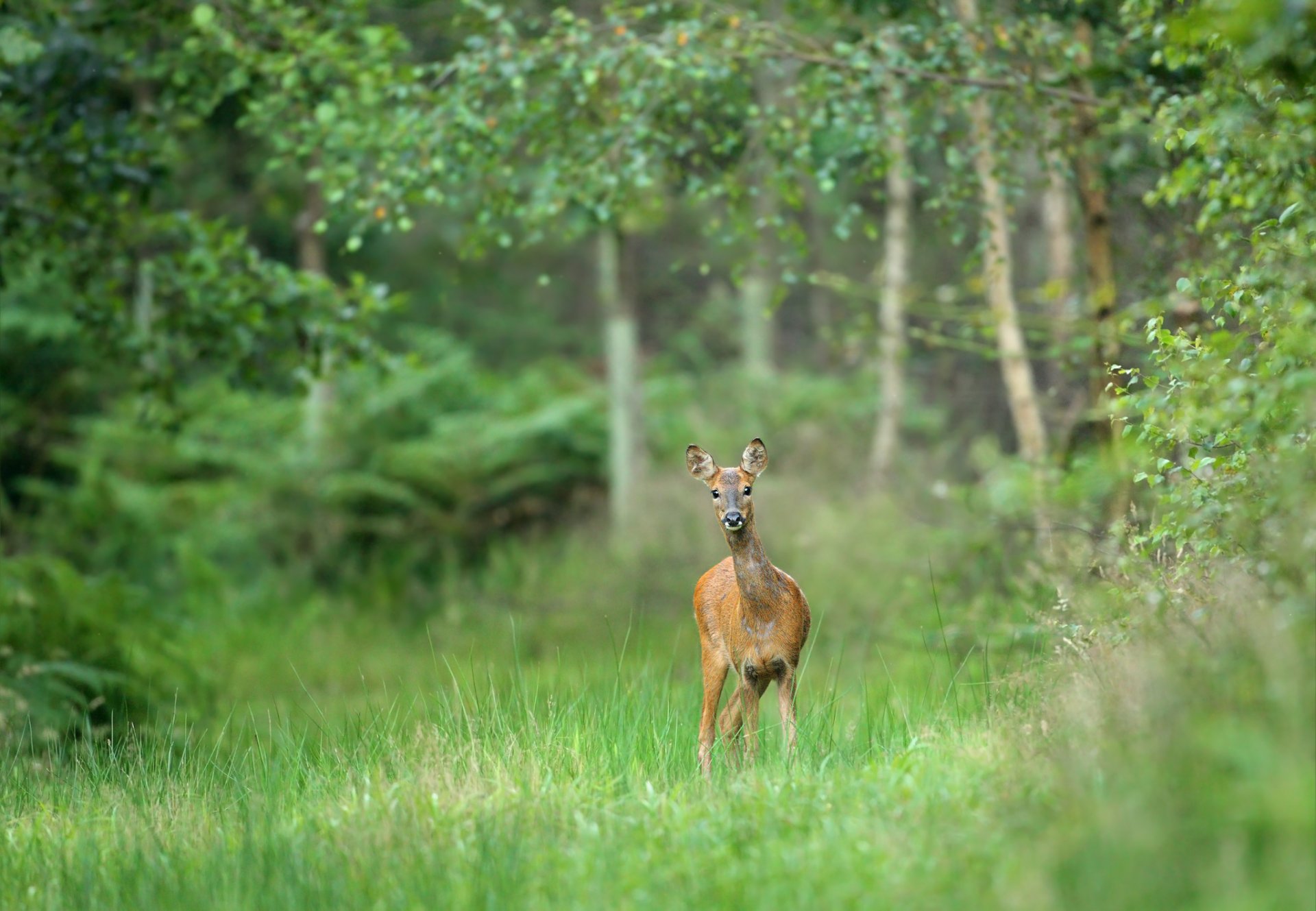 forêt arbres herbe cerf animal