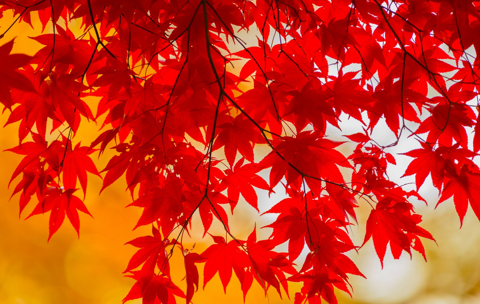 branch leaves autumn purple