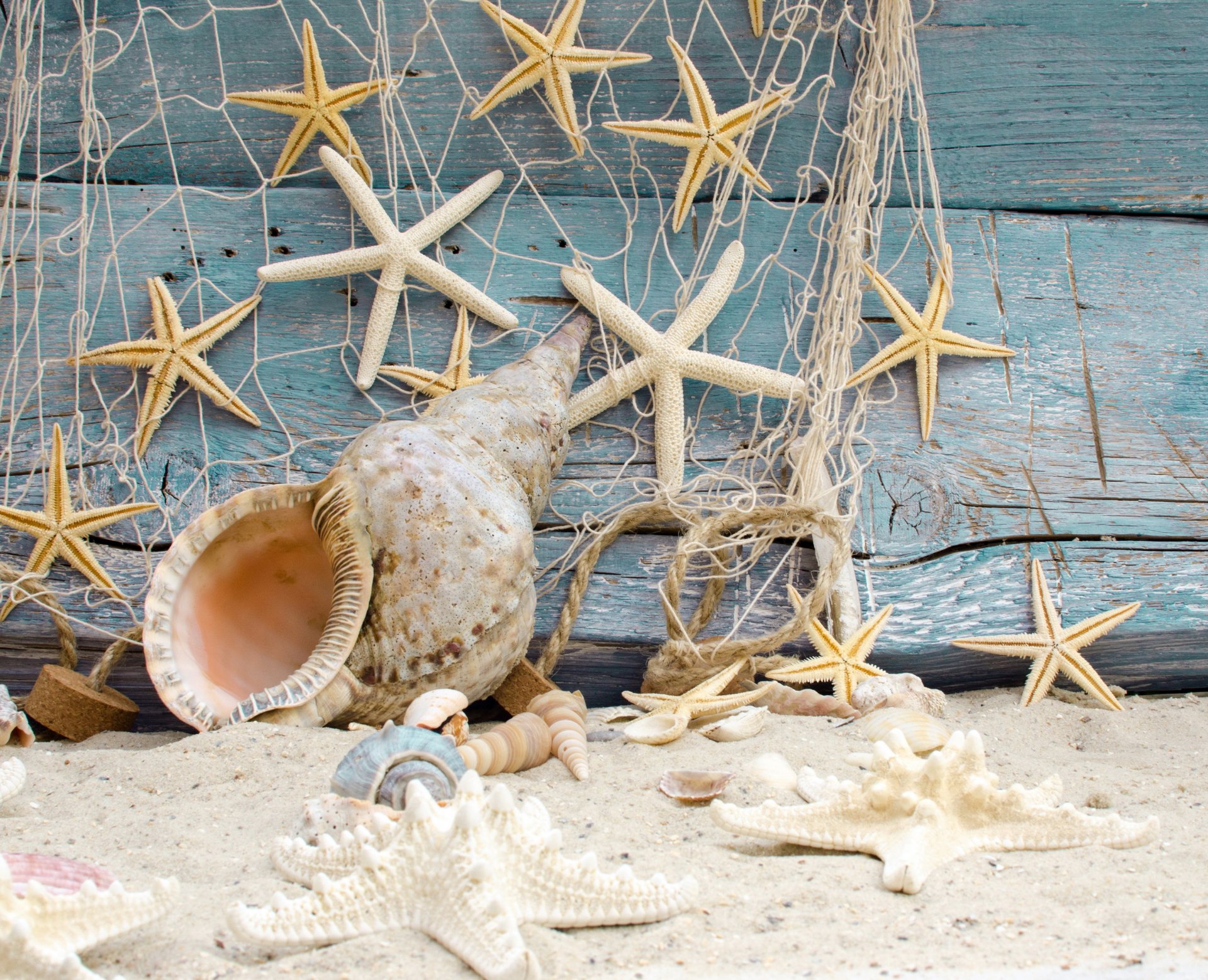 coquillages étoiles de mer plage sable marine arbre étoiles