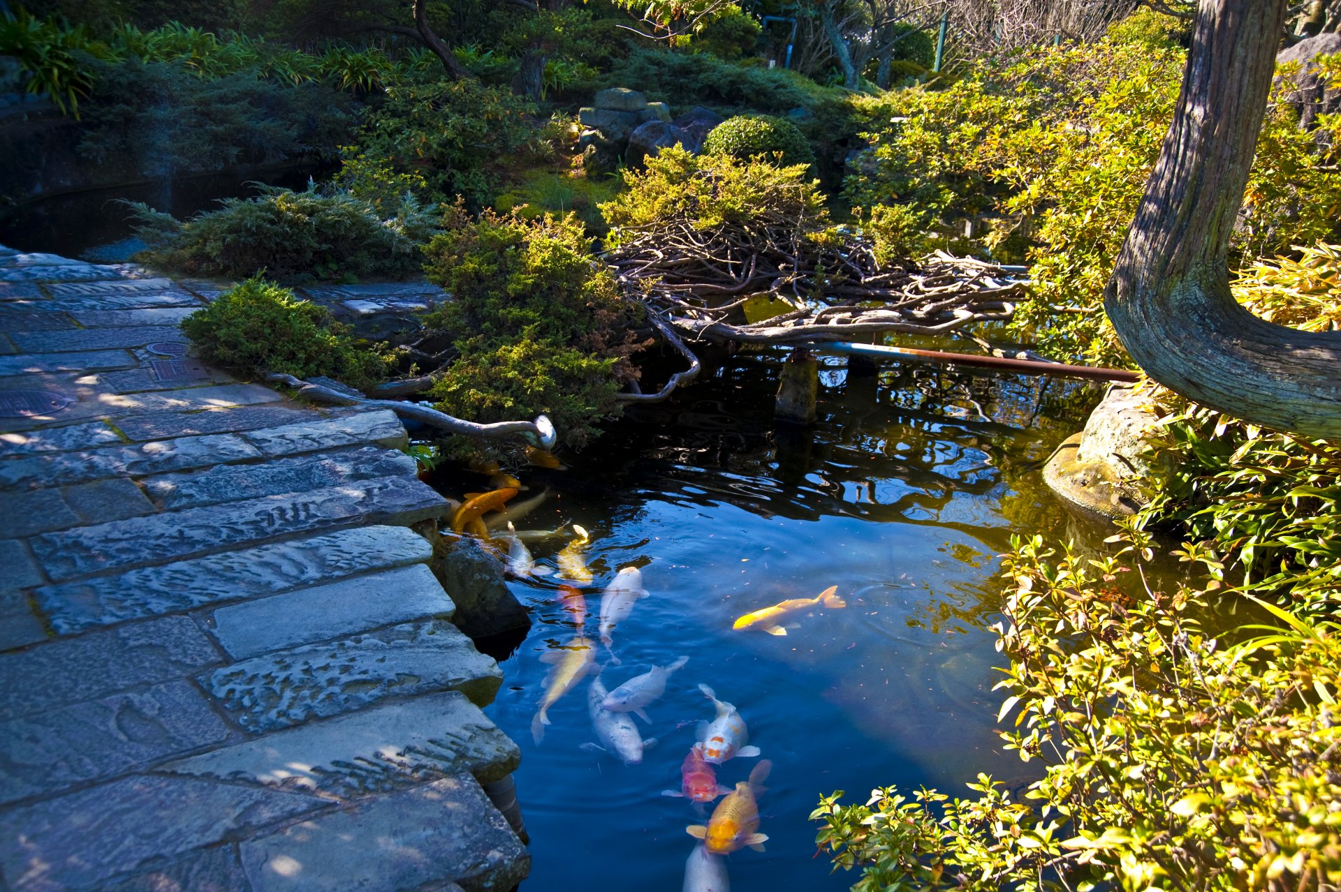 japanese garden nagasaki japan supplies pond fish multicolored track stones bush