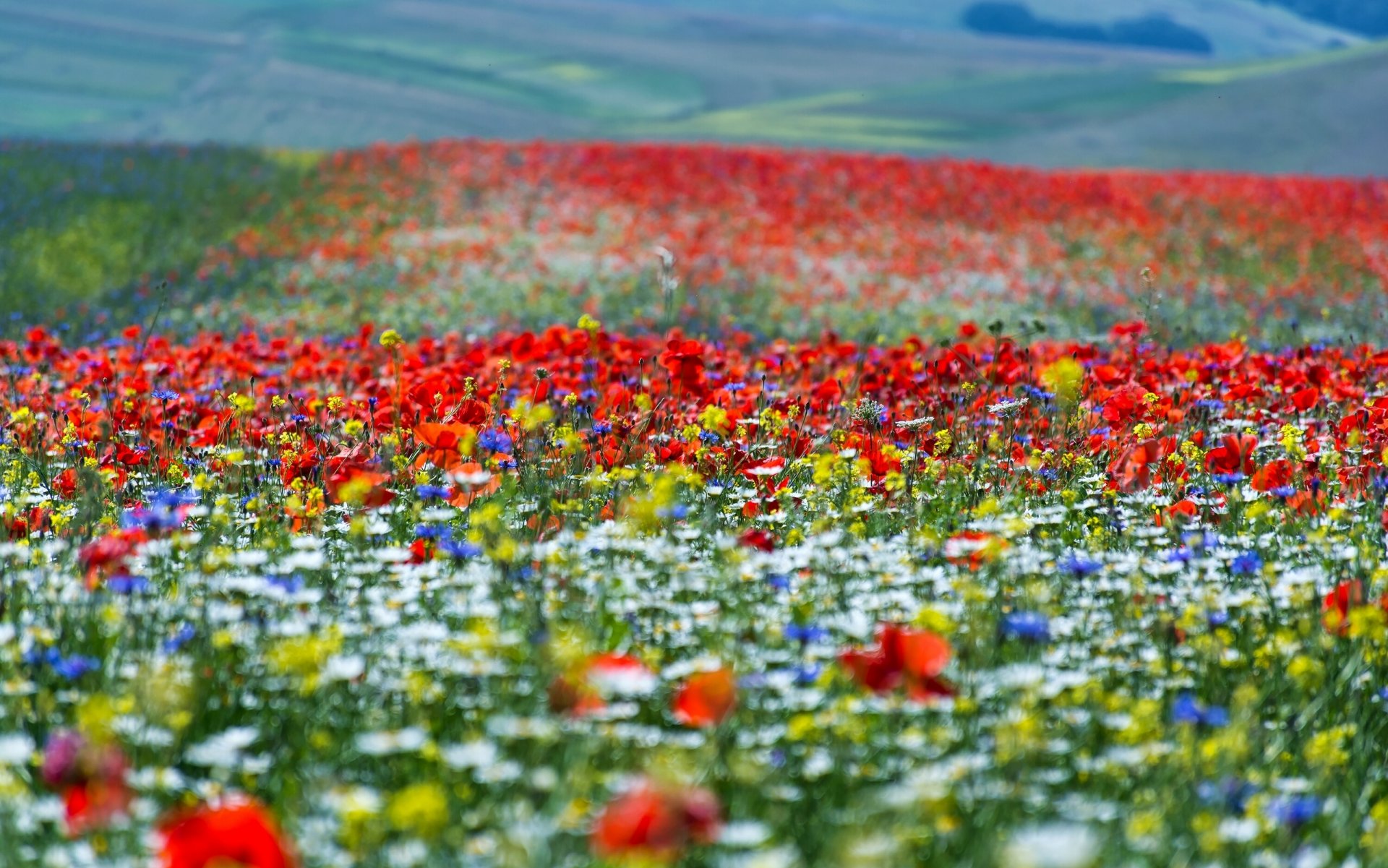 verano prado flores bokeh