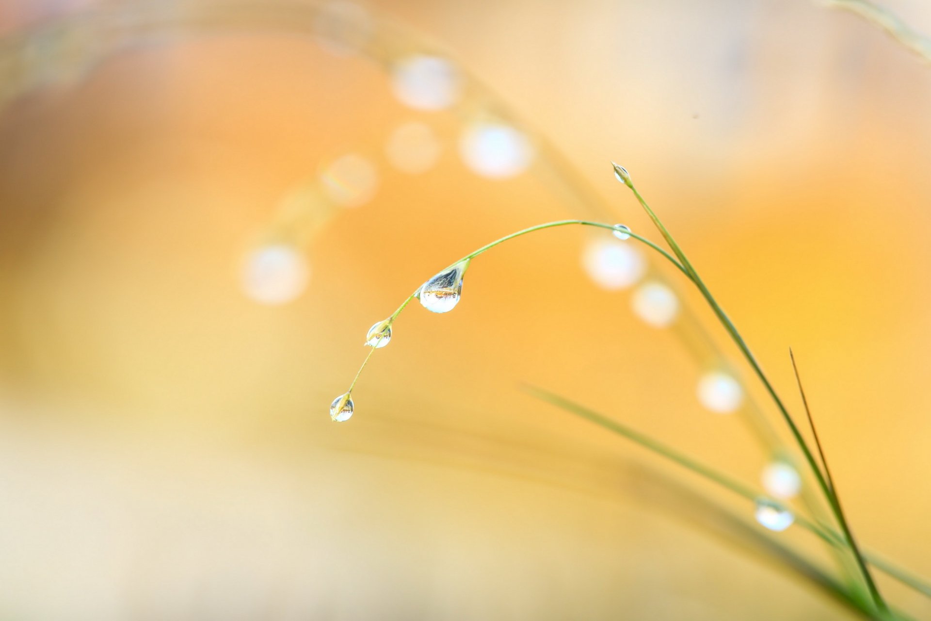 drops grass close up