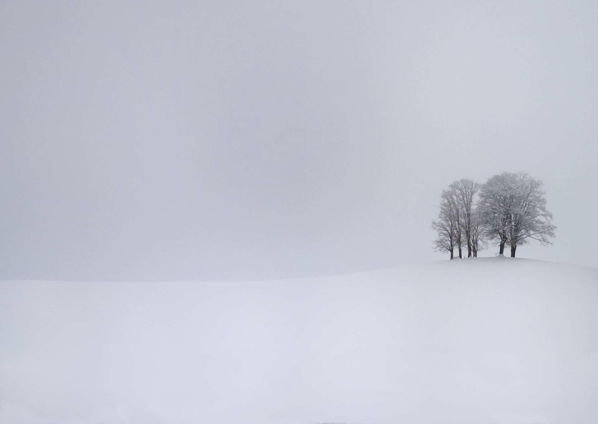 árboles nieve invierno tormenta frío invierno frío