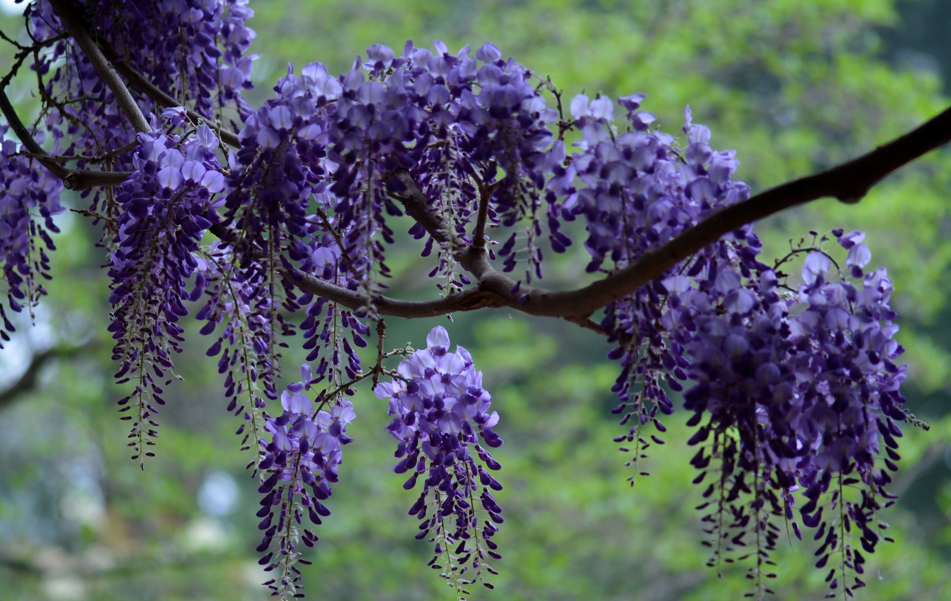 glyzinien wisteria zweig pinsel