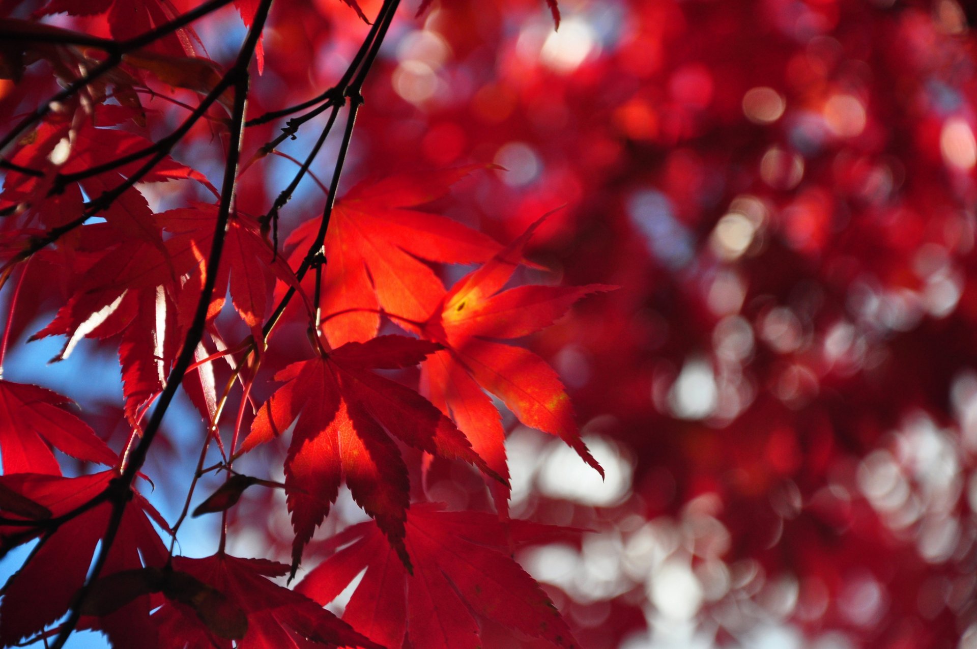 cielo albero ramo foglie autunno scarlatto