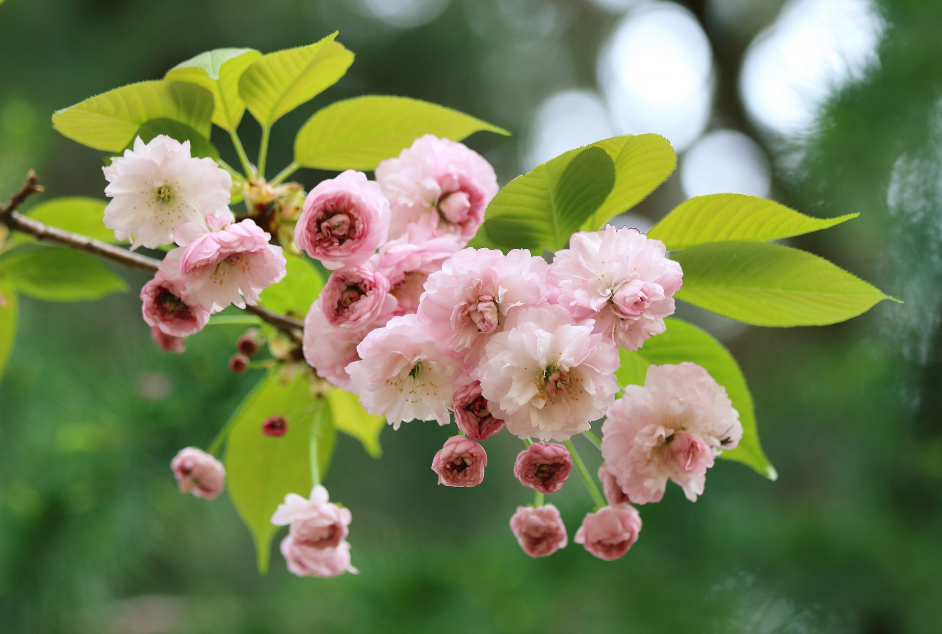 sakura cereza floración flores rama macro primavera