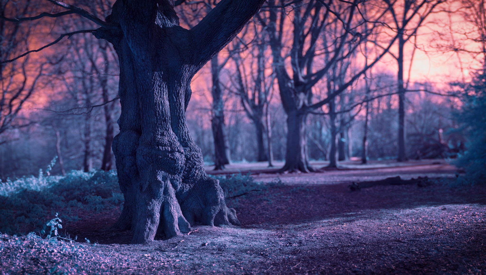 bosque ramas viejo árbol