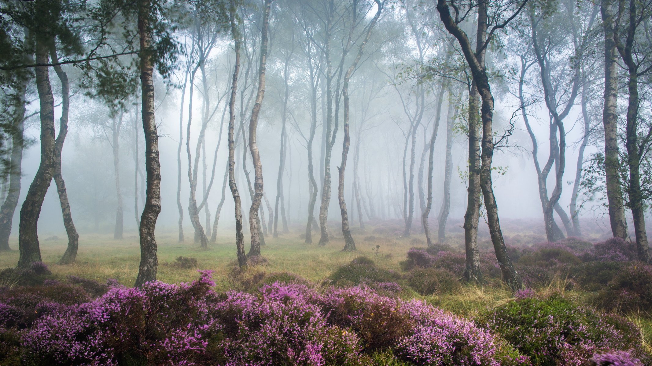 forest fog nature landscape