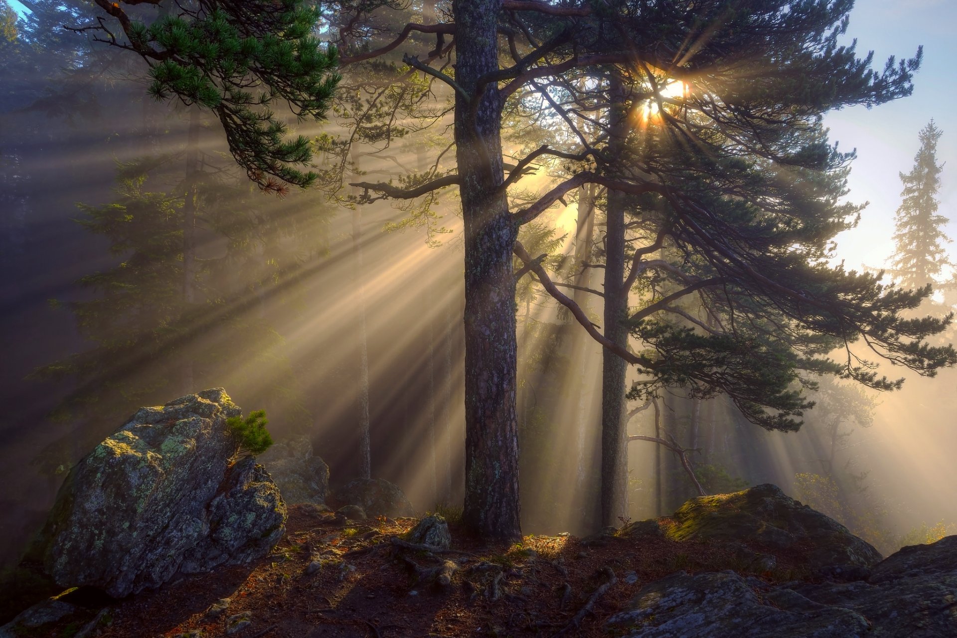 natur wald morgen licht strahlen sonne bäume steine