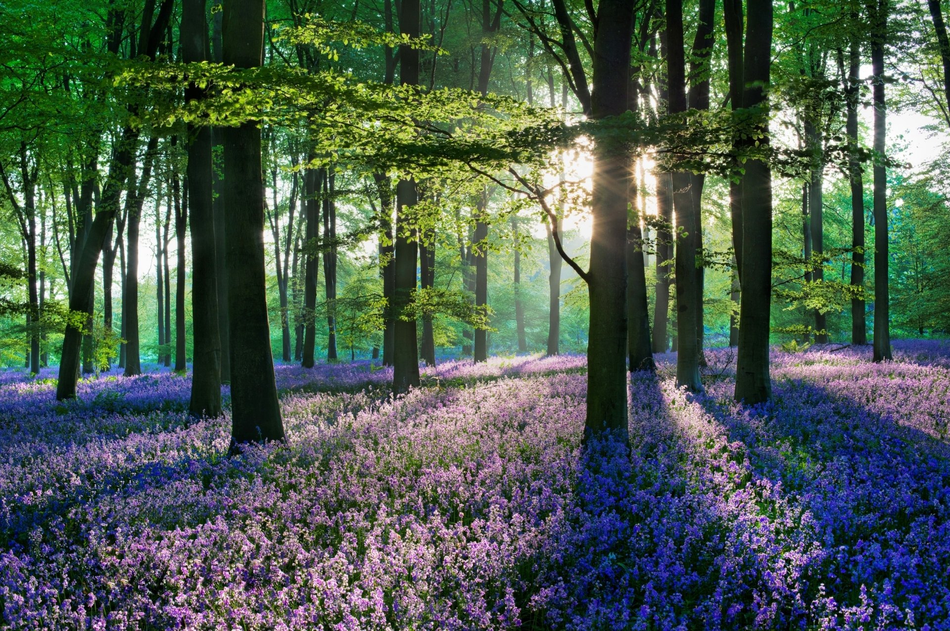 nature forêt arbres rayons feuilles fleurs soleil lumière floraison été