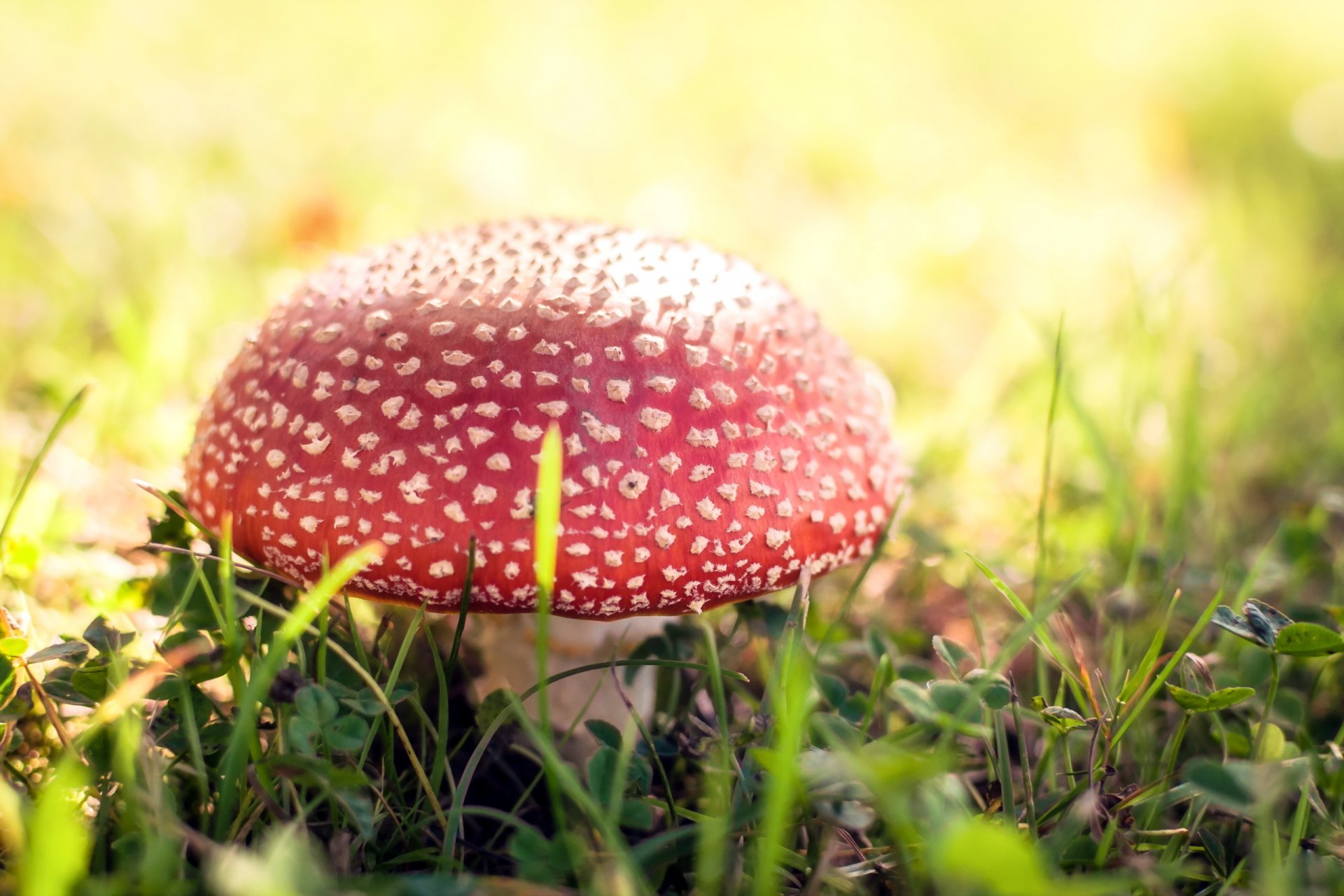 champignon forêt nature