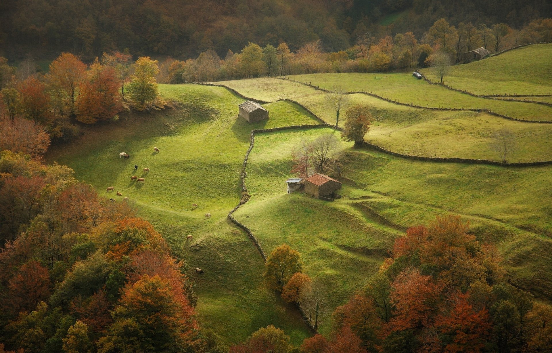 natura cima foresta alberi. pascoli