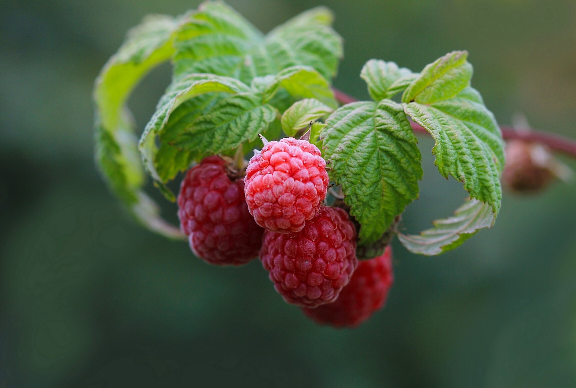 baies framboises branche feuilles gros plan