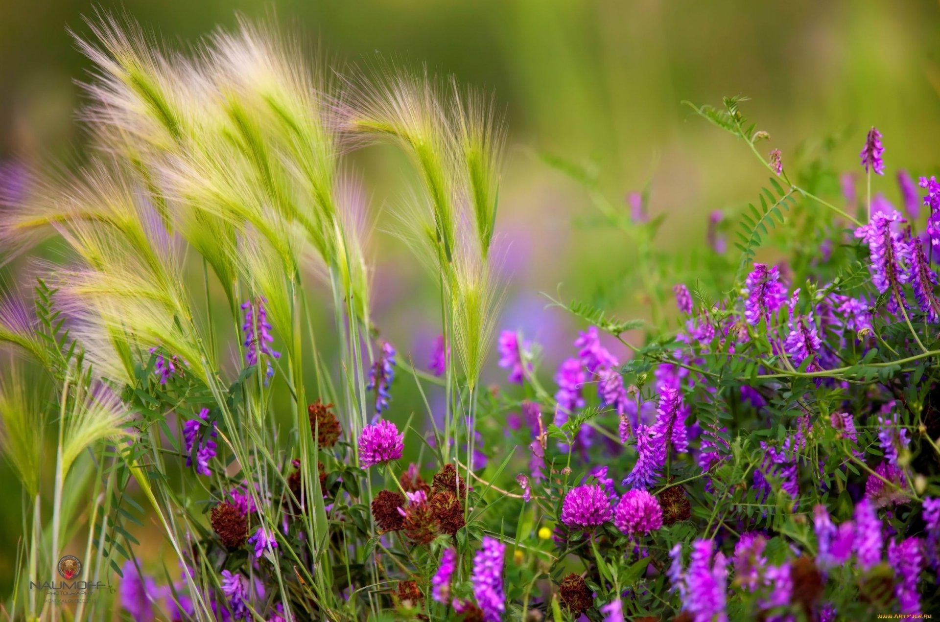 espiguillas flores campo trébol guisantes hierbas hojas tallos verano