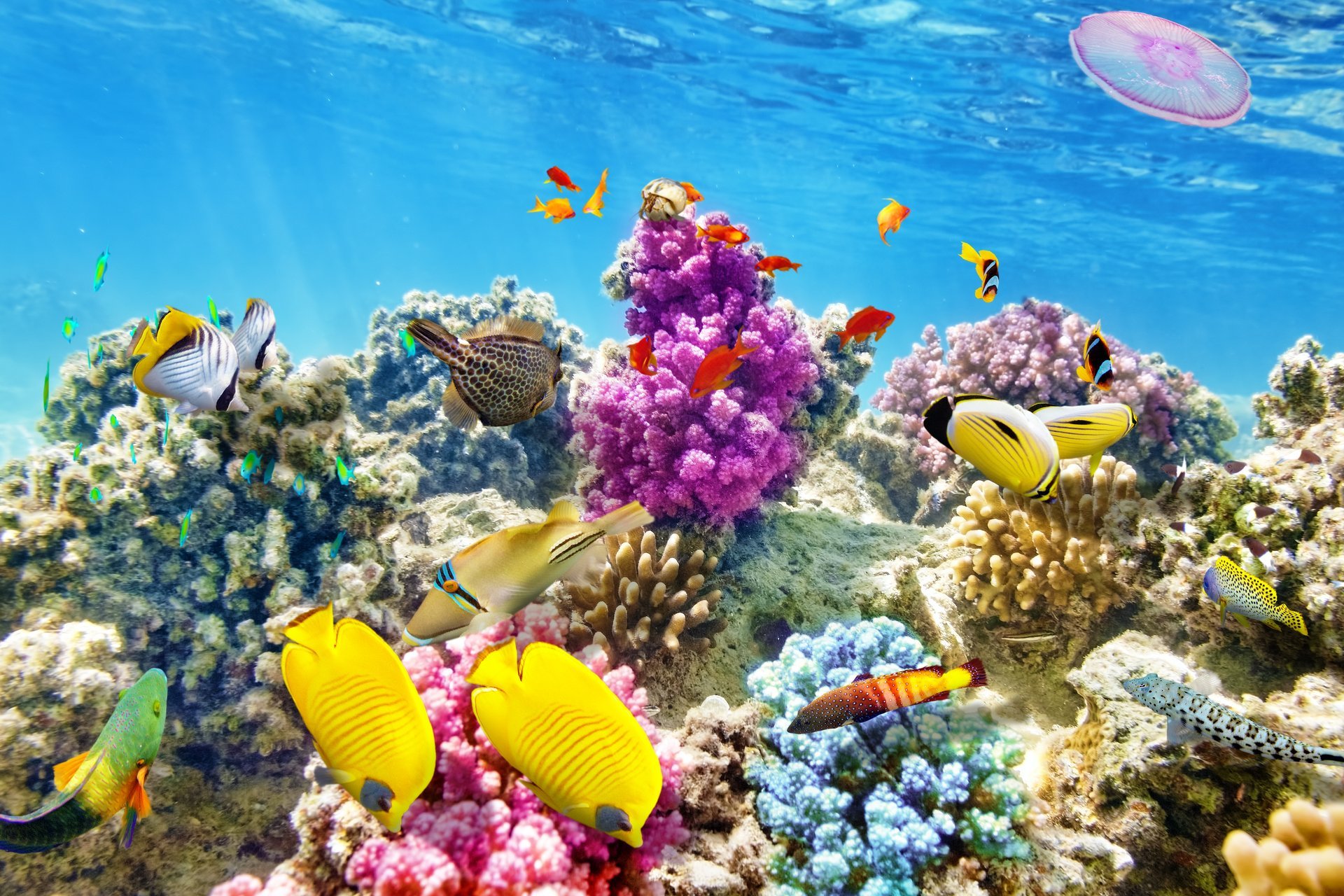 water world coral reef tropical ocean underwater world fish coral reef