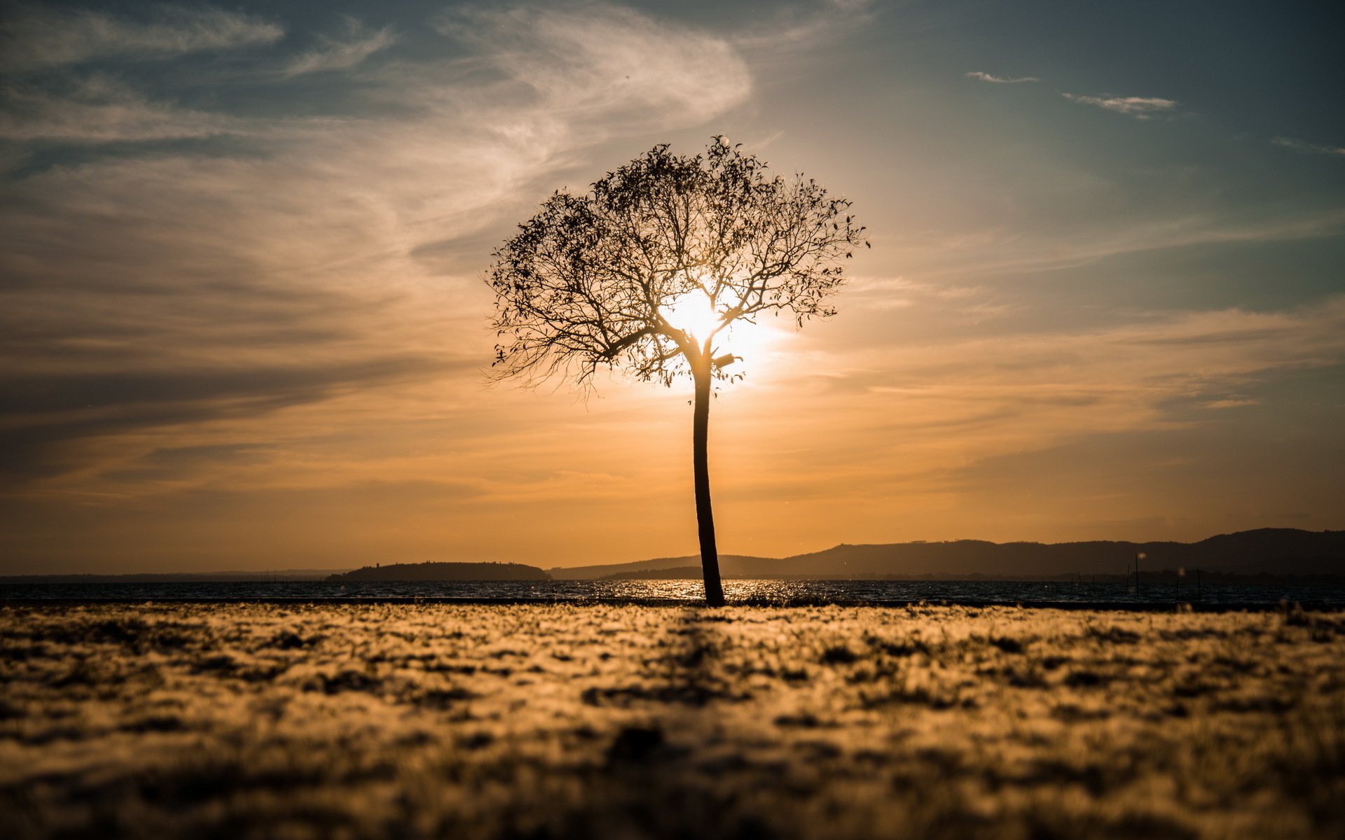 árbol campo mañana paisaje