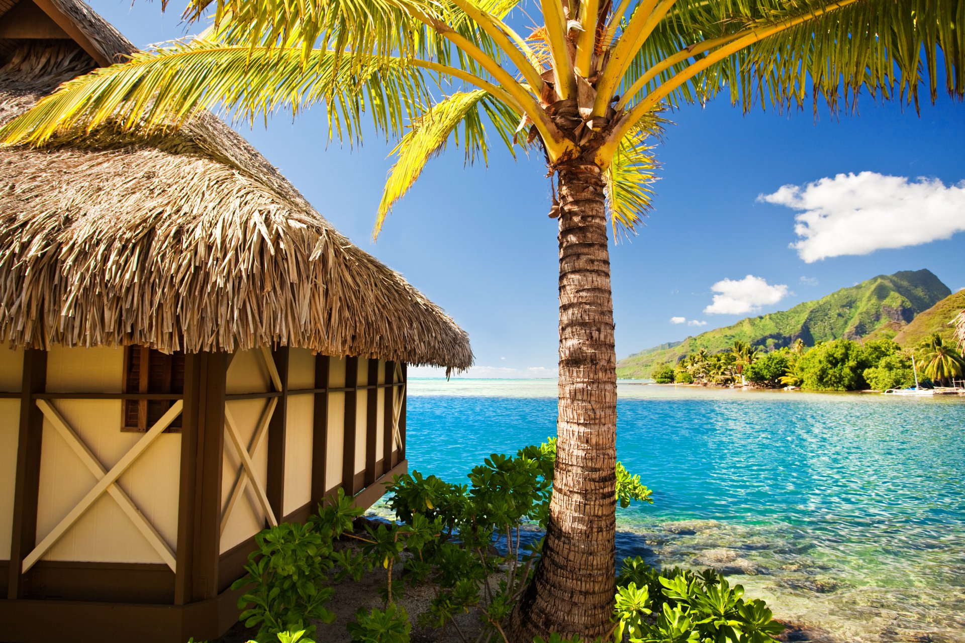 tropisch paradies strand palmen meer ozean sonne sommer urlaub tropen hütte